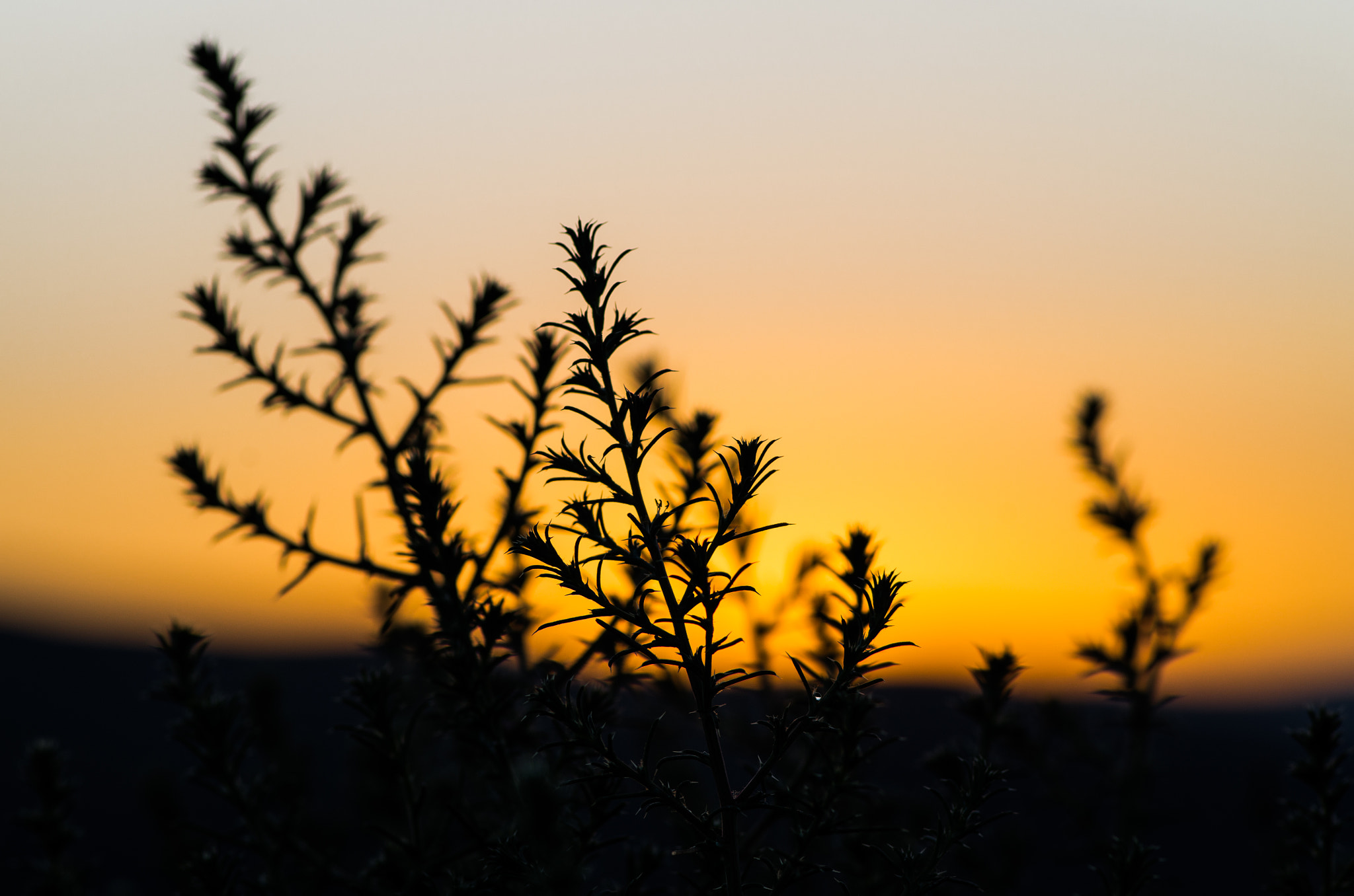 Pentax K-50 sample photo. Sagebrush sunset photography