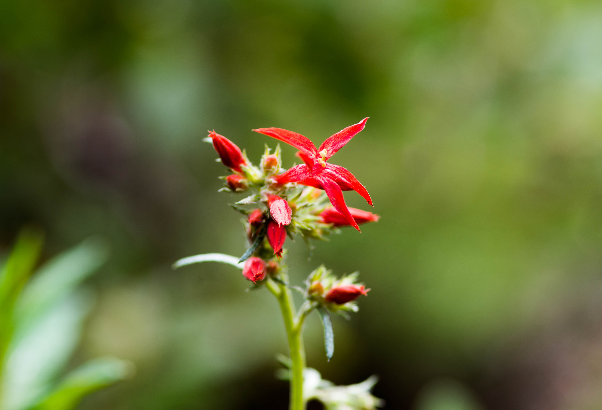 Pentax smc D-FA 100mm F2.8 Macro WR sample photo. Scarlet gilia photography