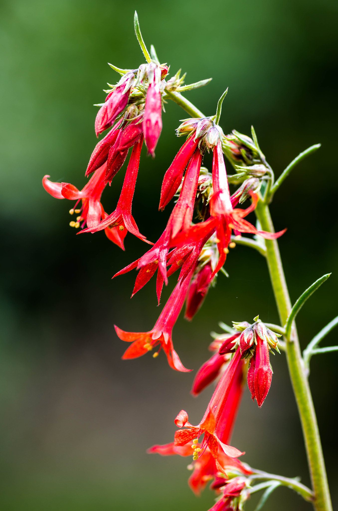Pentax smc D-FA 100mm F2.8 Macro WR sample photo. Scarlet gilia photography