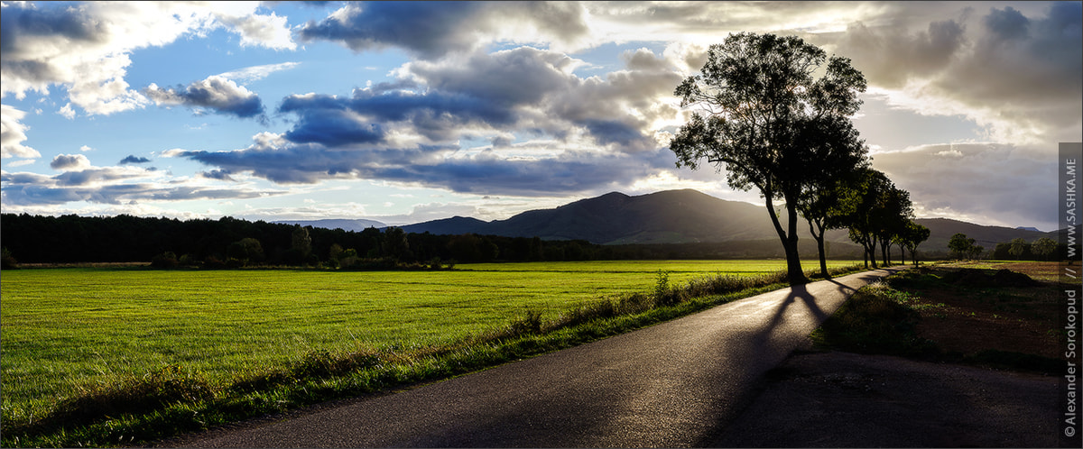 Sony a99 II sample photo. Beautiful sunset through the trees, empty way in the fields of a photography