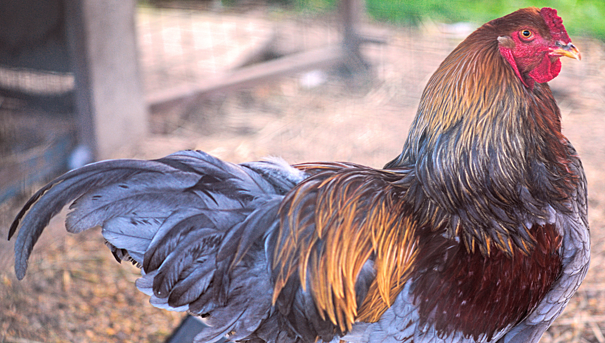 Manual Lens No CPU sample photo. Rooster photography
