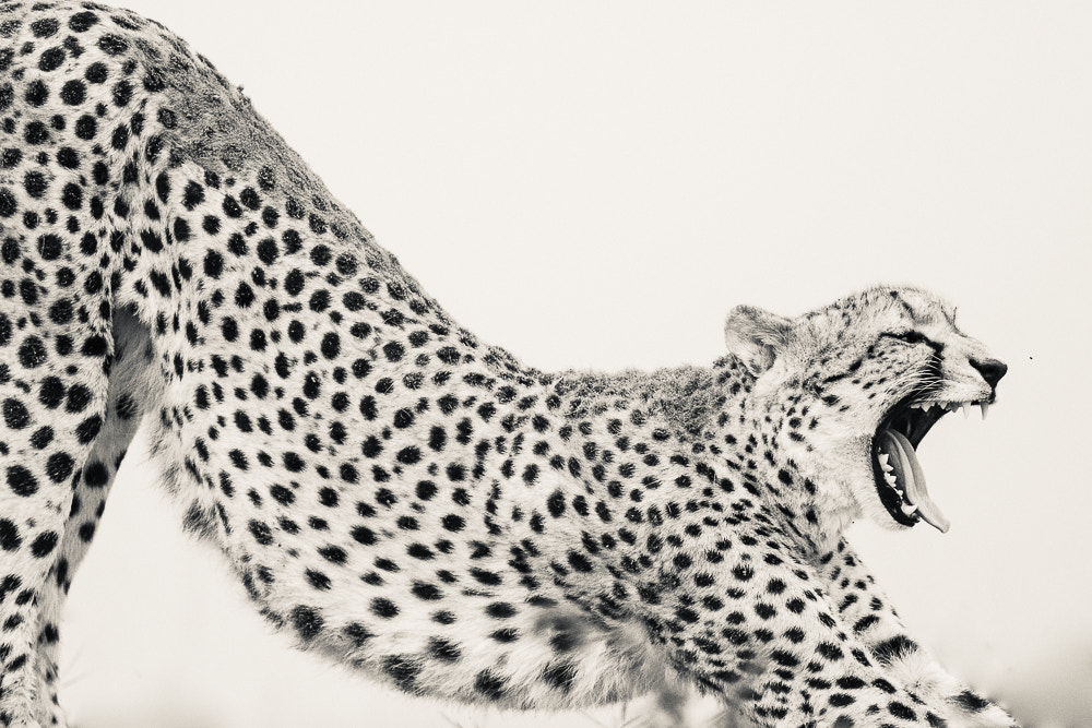 Nikon D810 sample photo. Cheetah cub having a stretch! got really close for ... photography