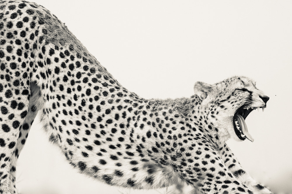 Nikon AF-S Nikkor 300mm F2.8G ED VR II sample photo. Cheetah cub having a stretch! got really close for ... photography