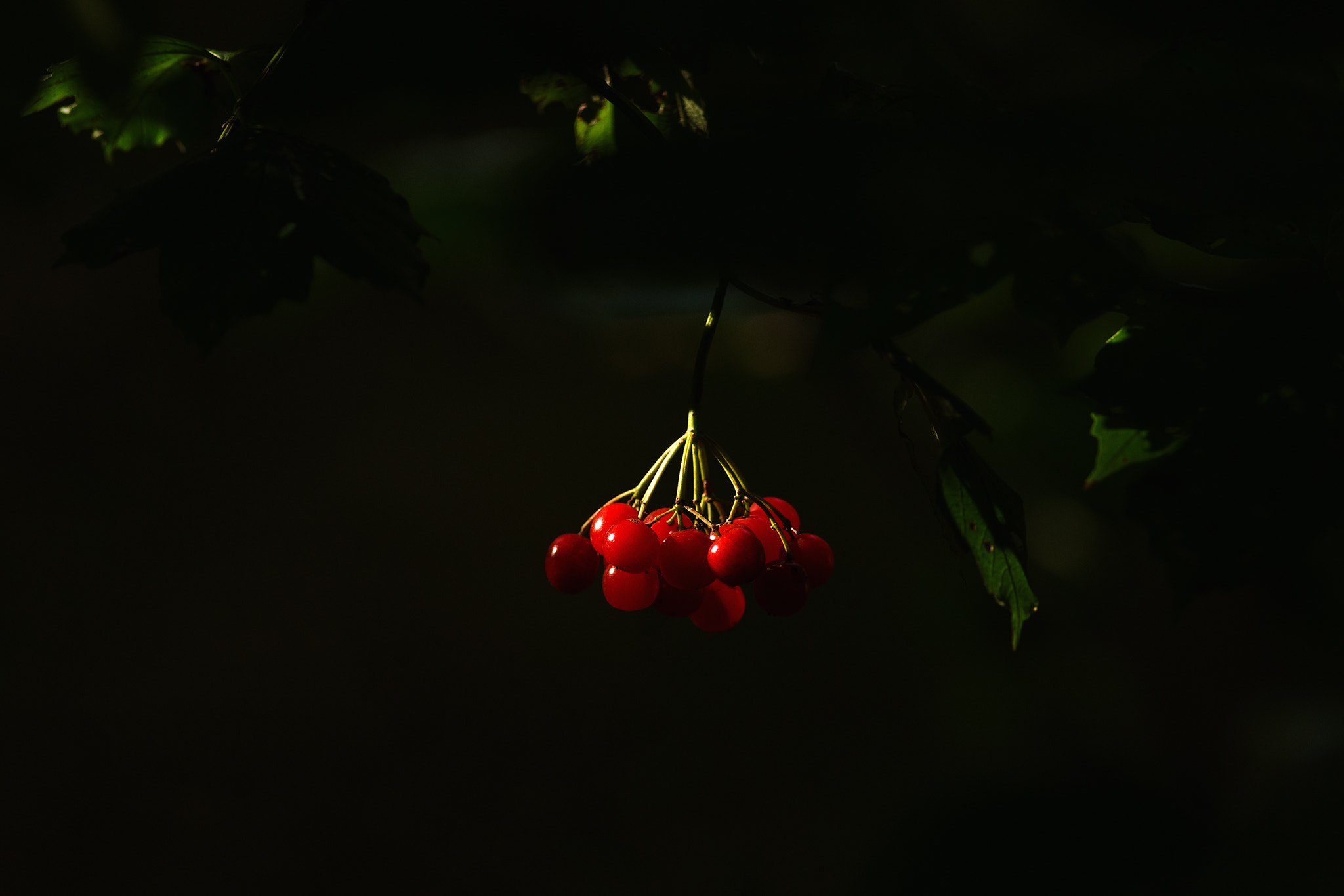 Canon EOS 6D sample photo. Fruits in sun light photography