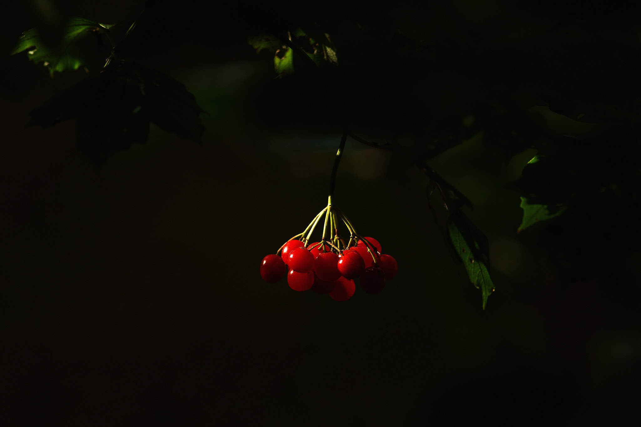 Canon EOS 6D + Canon EF 400mm F5.6L USM sample photo. Fruits in sun light photography