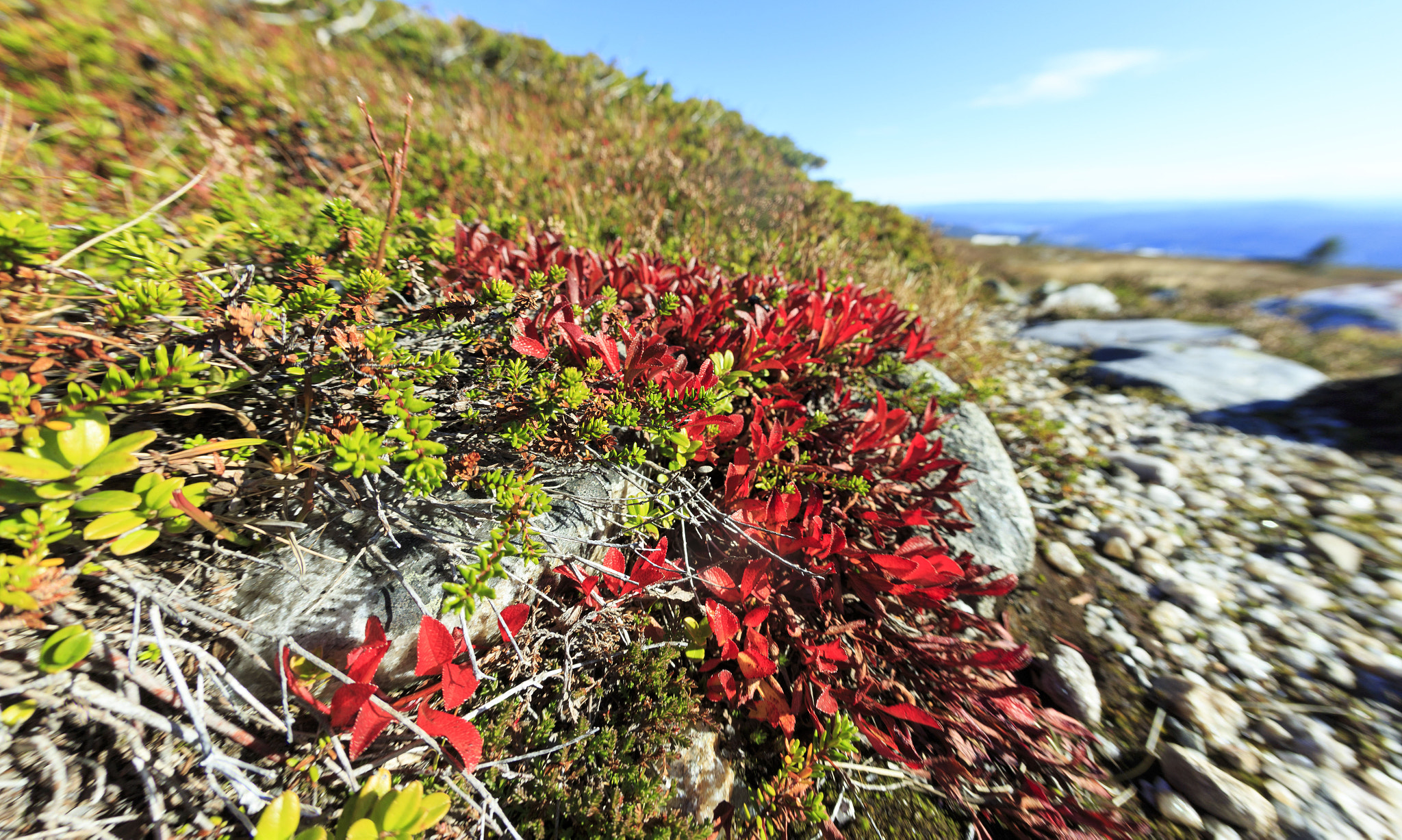 Canon EOS 6D + Canon EF 15mm F2.8 Fisheye sample photo. Autumn-red in focus photography