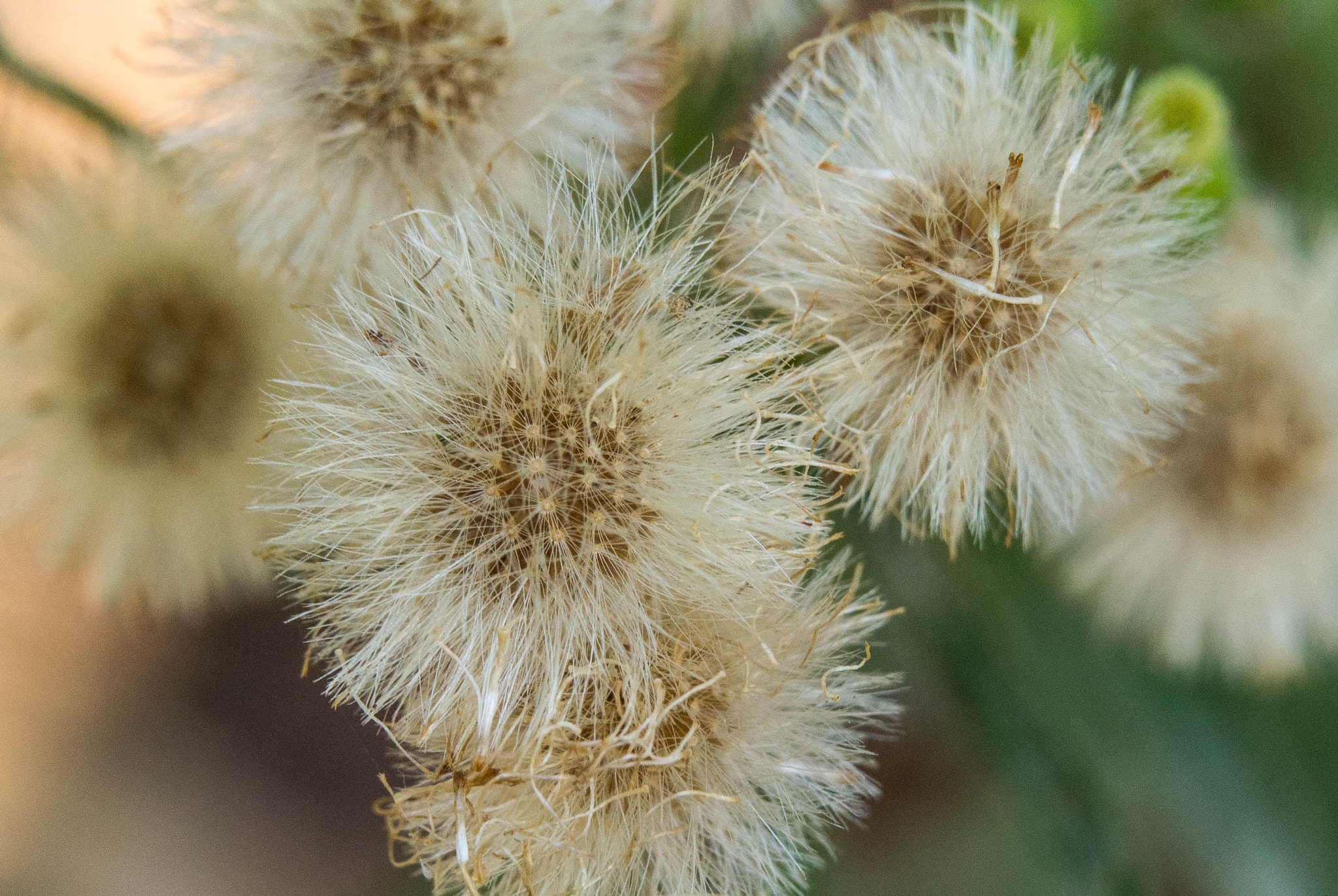 Nikon 1 Nikkor VR 30-110mm F3.8-5.6 sample photo. White plant photography