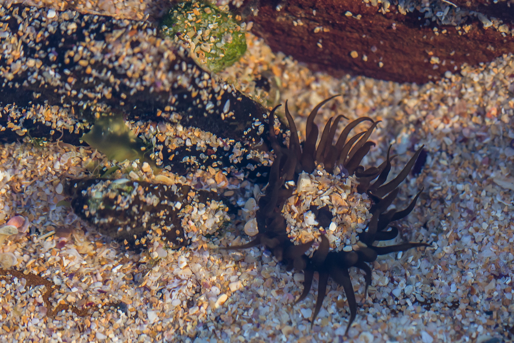 Canon EOS 6D + Canon EF 100mm F2.8L Macro IS USM sample photo. Tenticles photography