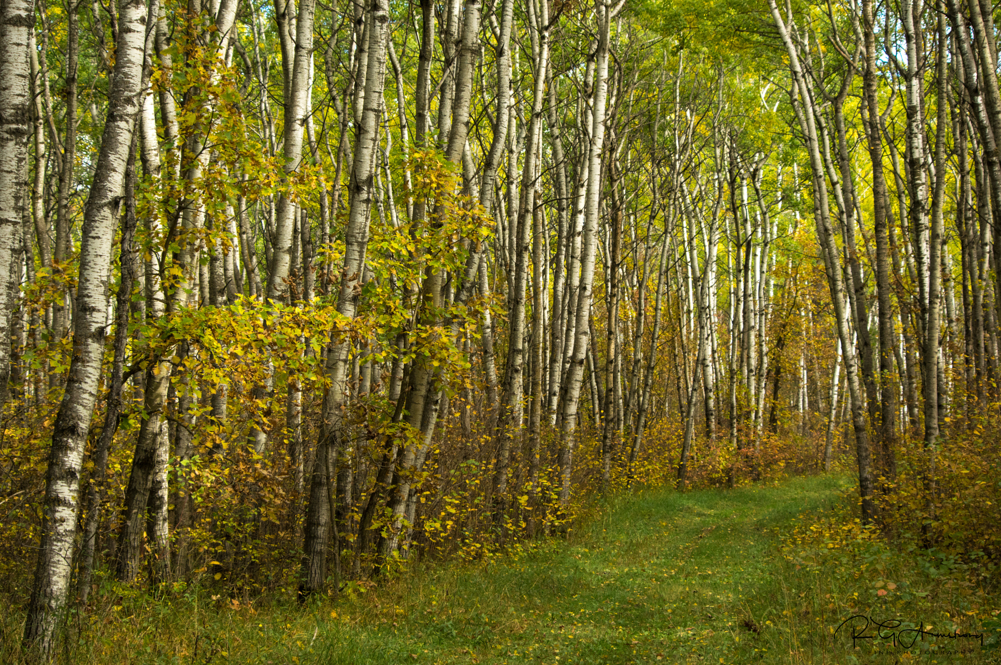 smc PENTAX-DA L 55-300mm F4-5.8 ED sample photo. Walk through the aspen grove photography
