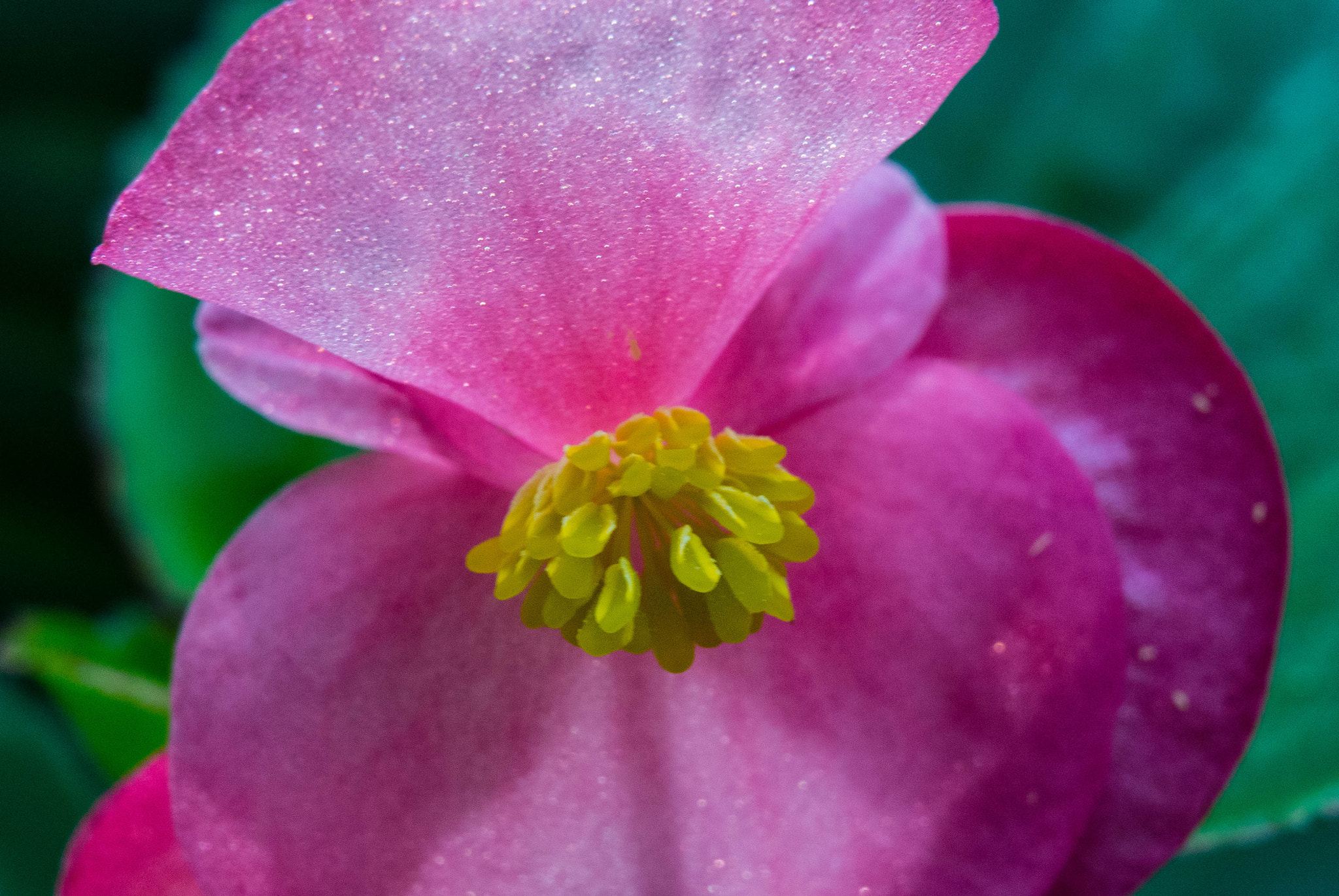 Nikon 1 Nikkor VR 30-110mm F3.8-5.6 sample photo. Purple and yellow photography