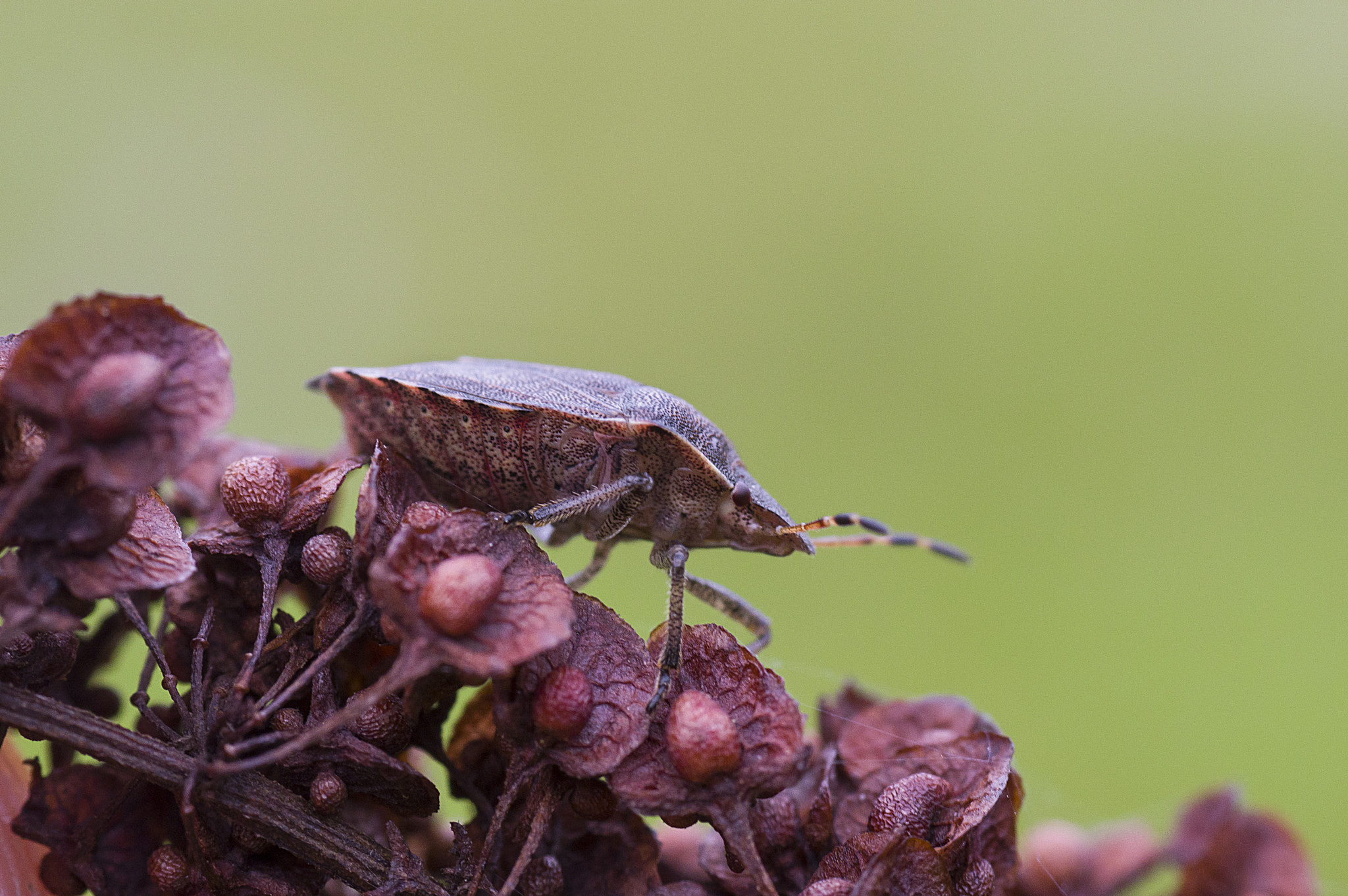 Pentax K-3 + Tamron SP AF 90mm F2.8 Di Macro sample photo. Brownies(: photography