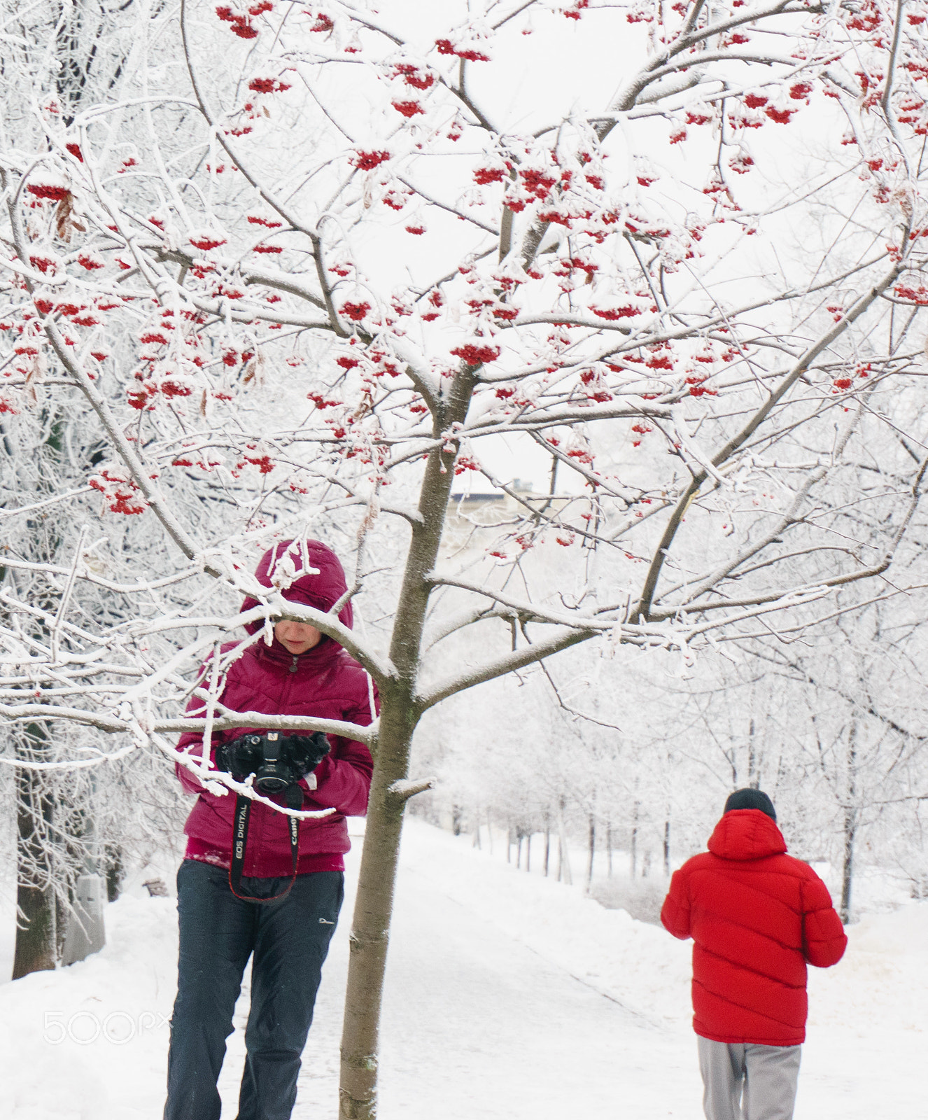 Sony Alpha NEX-5N + Sony E 16-50mm F3.5-5.6 PZ OSS sample photo. Red and snow photography