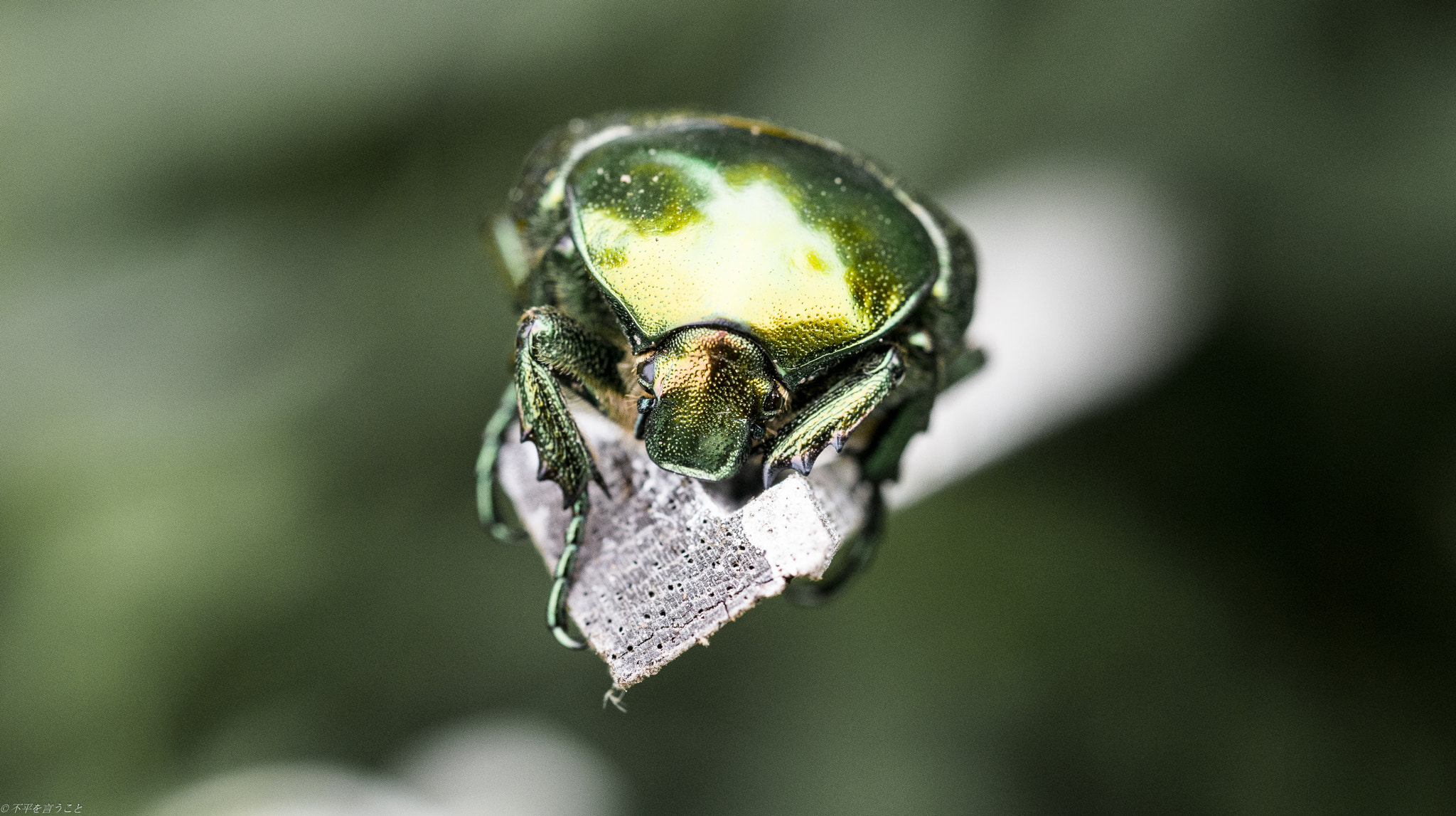 Nikon D800E + Nikon AF Micro-Nikkor 60mm F2.8D sample photo. Scarabée dorée/golden beetle photography
