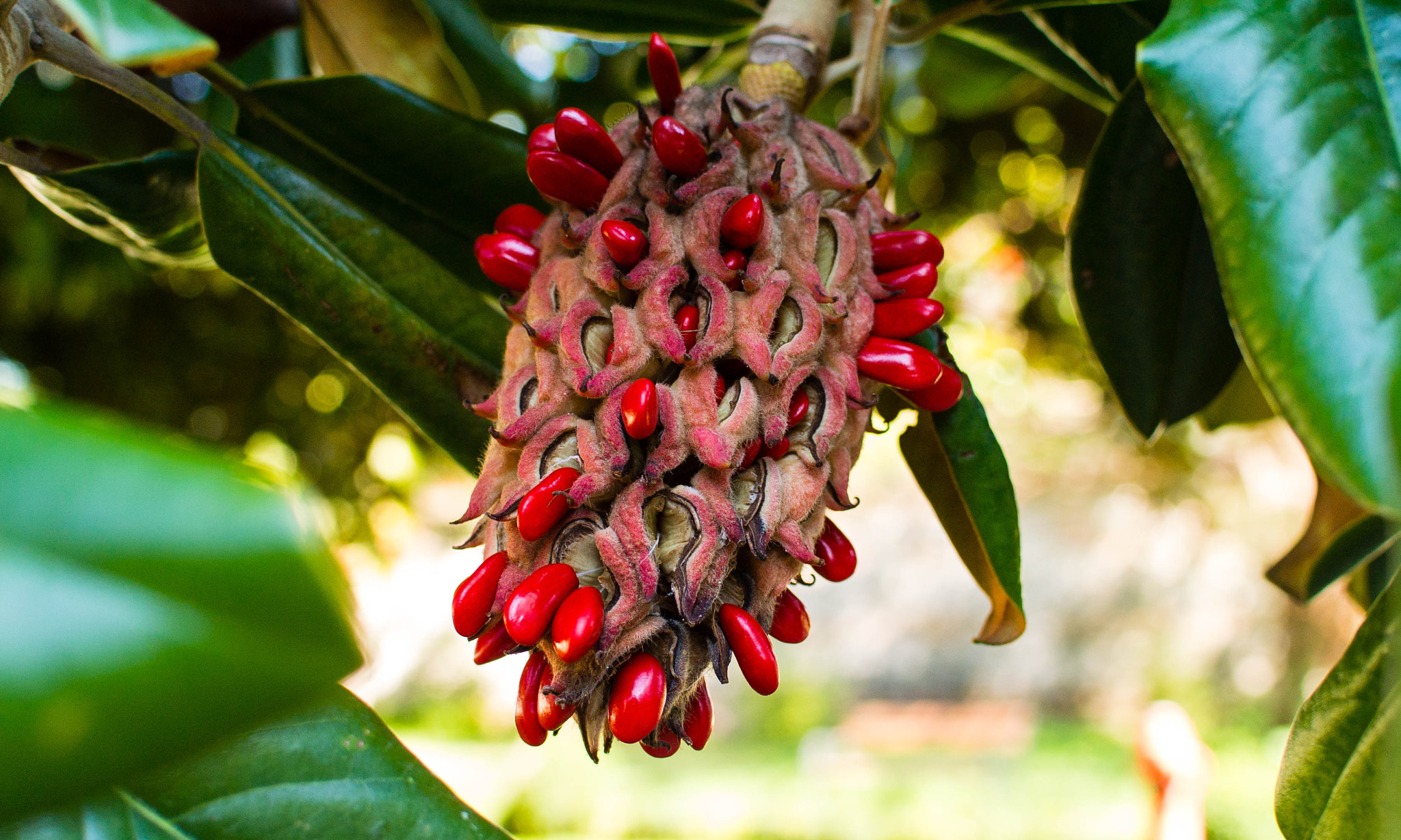 Nikon 1 V1 sample photo. Flower of magnolia tree photography