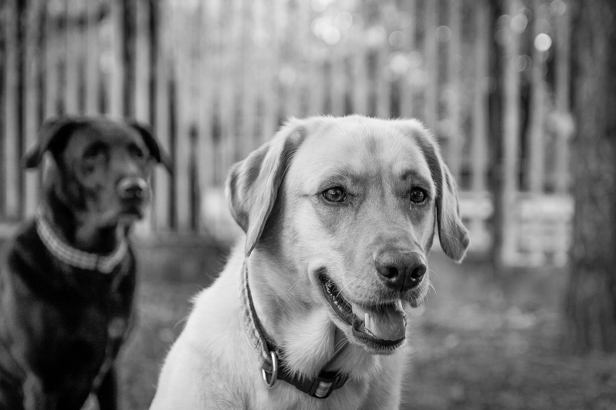 Canon EOS 500D (EOS Rebel T1i / EOS Kiss X3) sample photo. Black & white photography