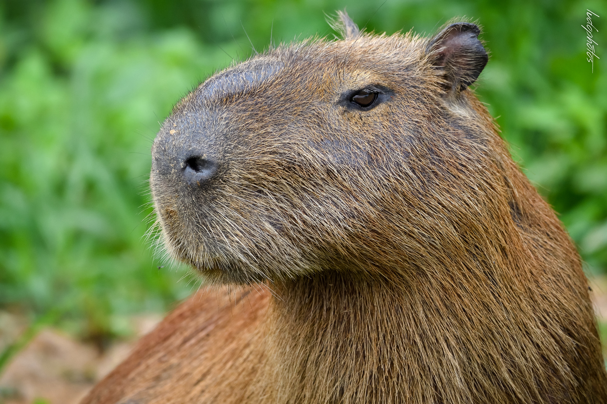 Nikon D500 sample photo. Capivara photography
