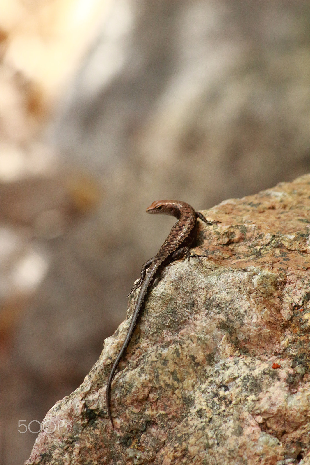 Canon EF-S 55-250mm F4-5.6 IS sample photo. Skink photography
