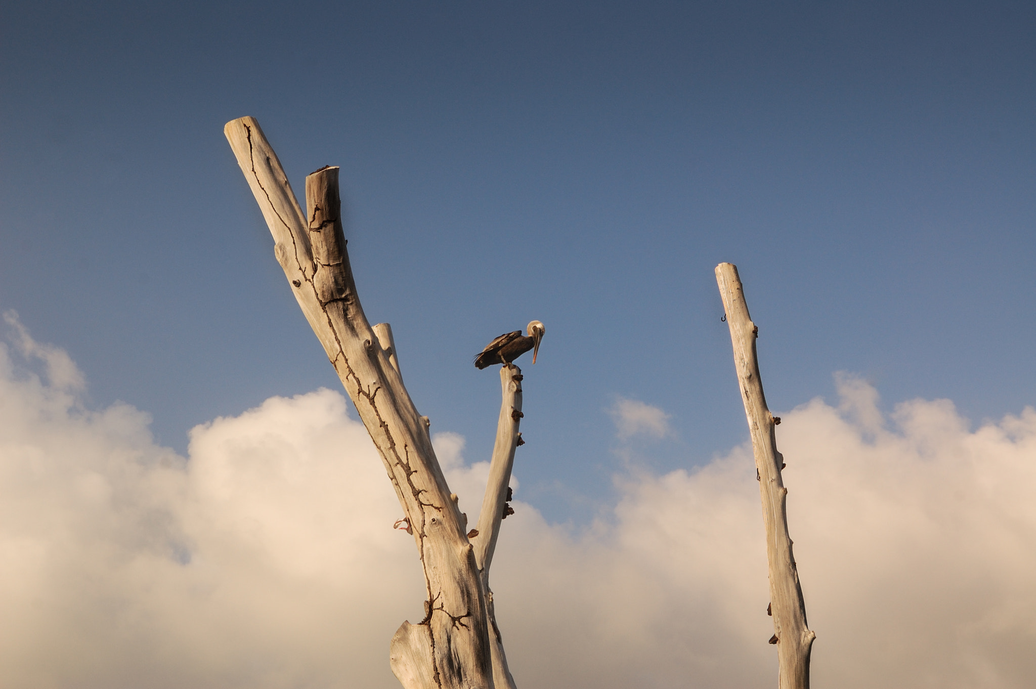 Nikon D40 + AF Zoom-Nikkor 35-80mm f/4-5.6D N sample photo. Loneliness is just a word photography