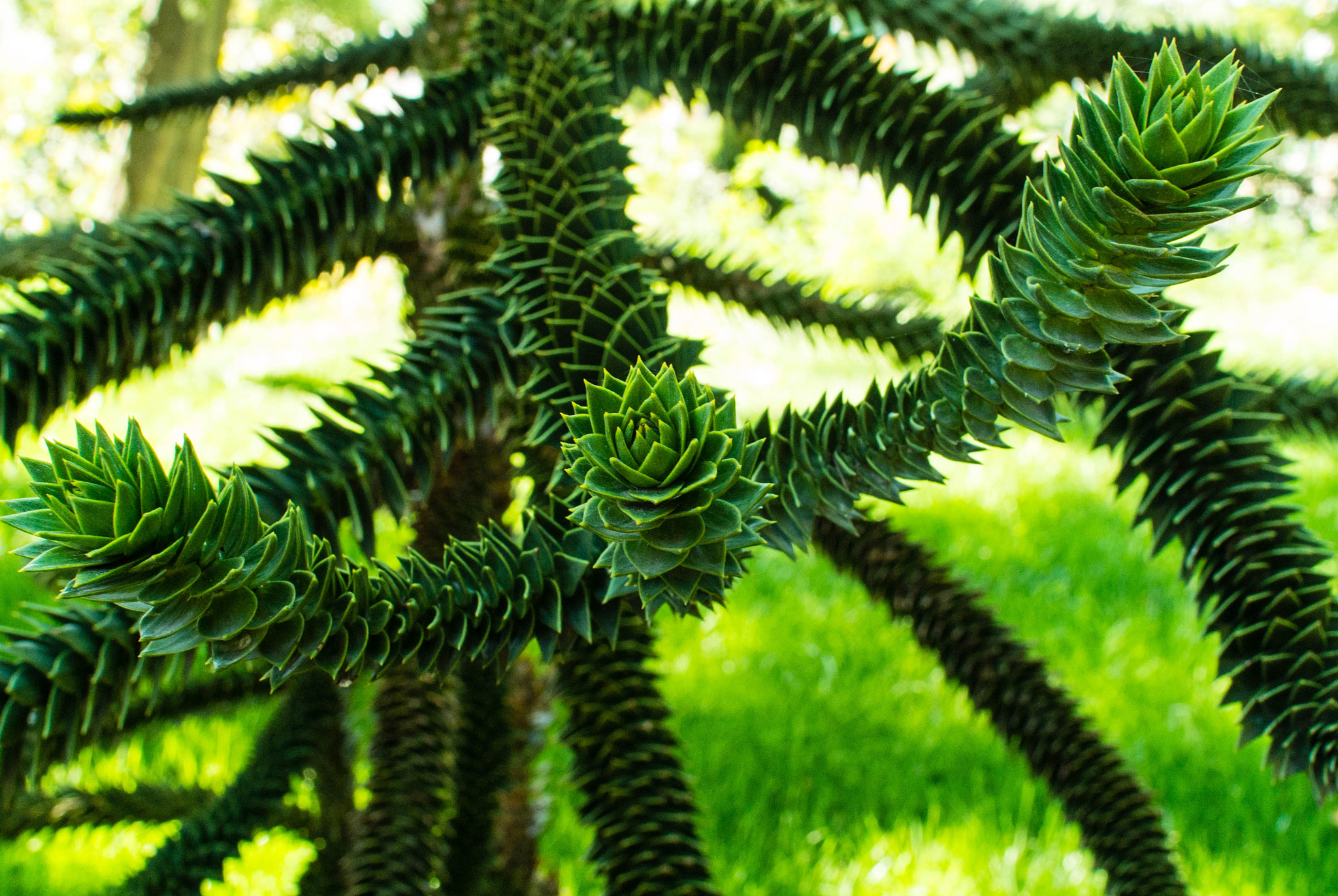 Nikon 1 V1 + Nikon 1 Nikkor 18.5mm F1.8 sample photo. Araucaria araucana 1 photography