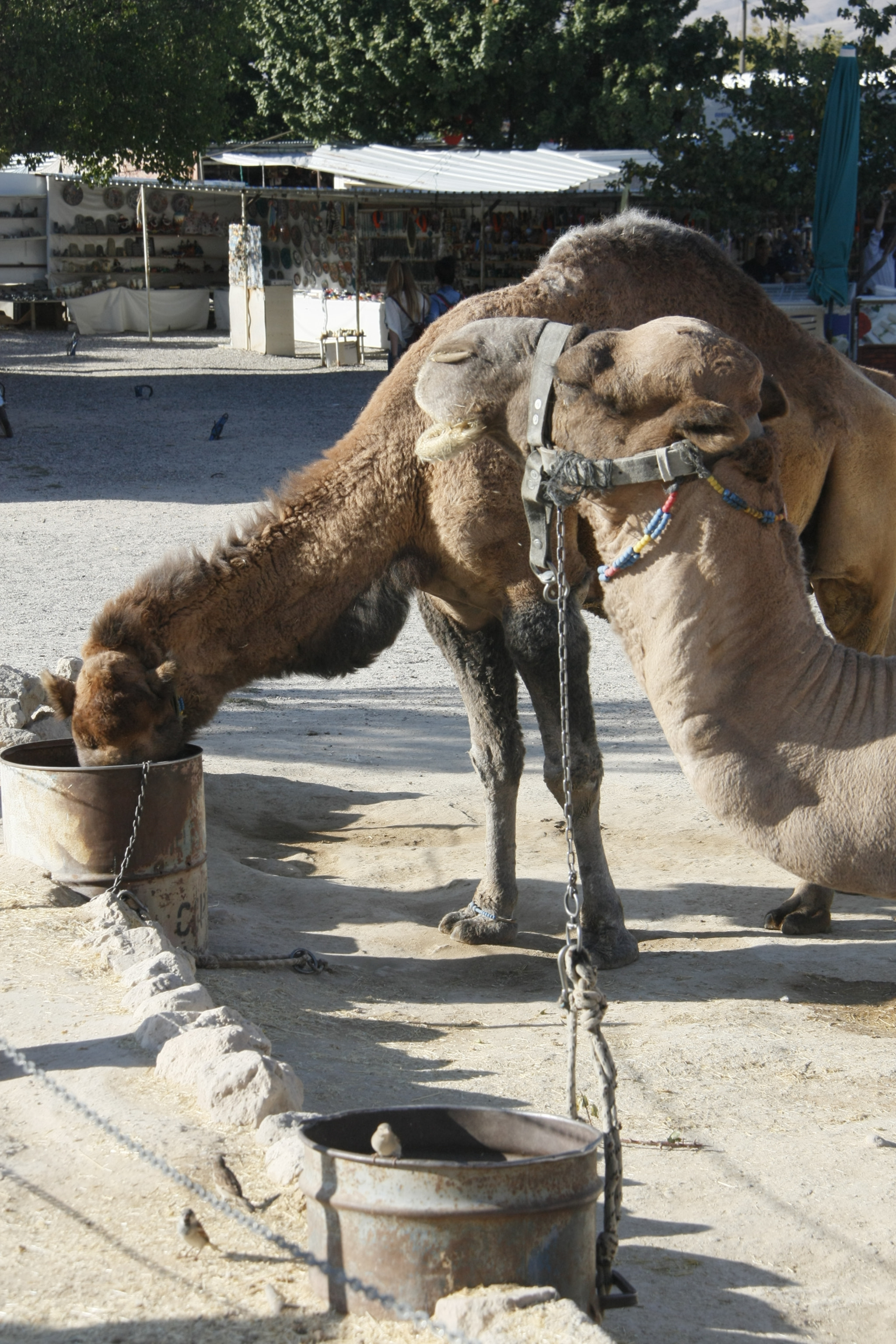 Canon EOS 450D (EOS Rebel XSi / EOS Kiss X2) sample photo. Cappadocia photography