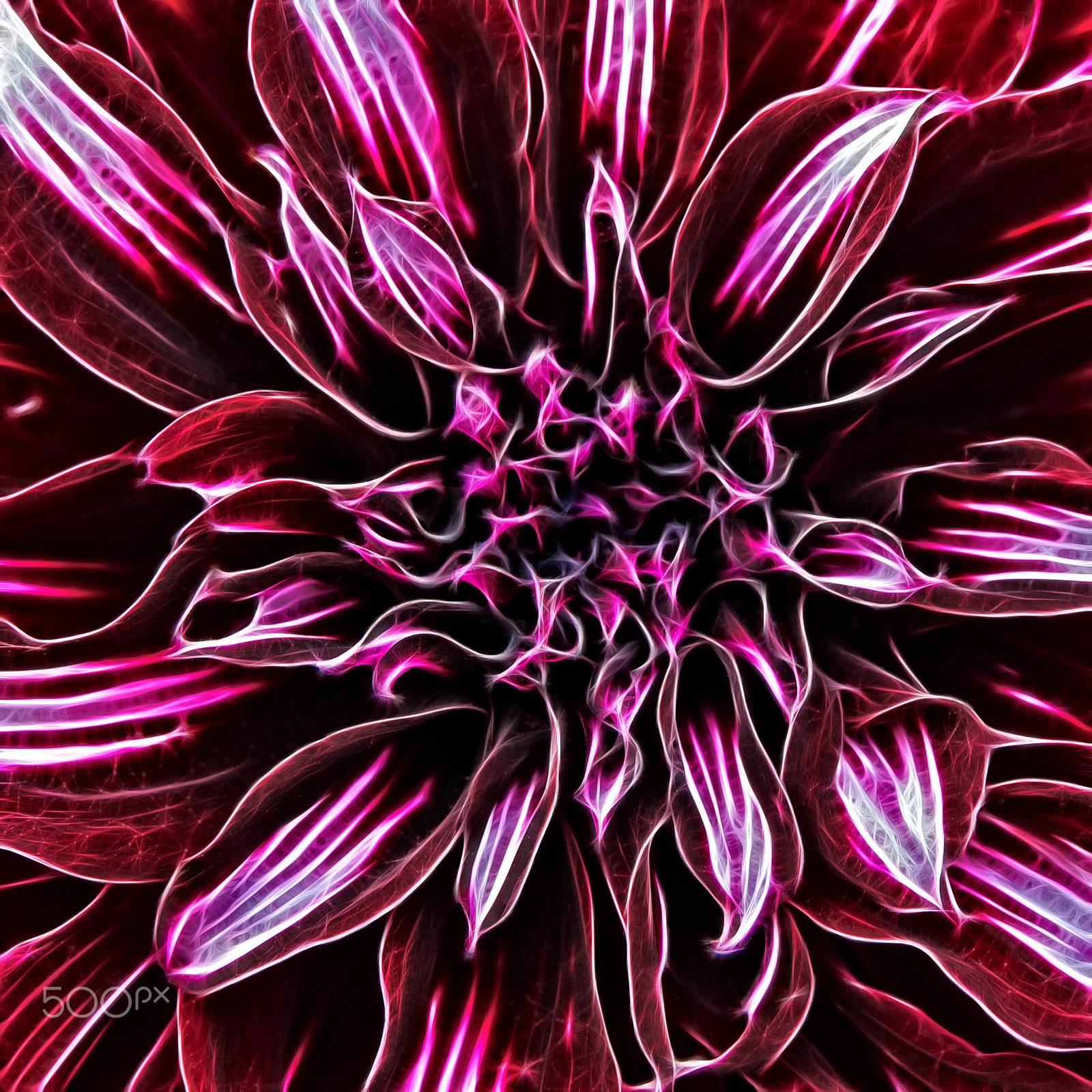 Sigma 17-70mm F2.8-4 DC Macro OS HSM sample photo. Fracdahlia photography
