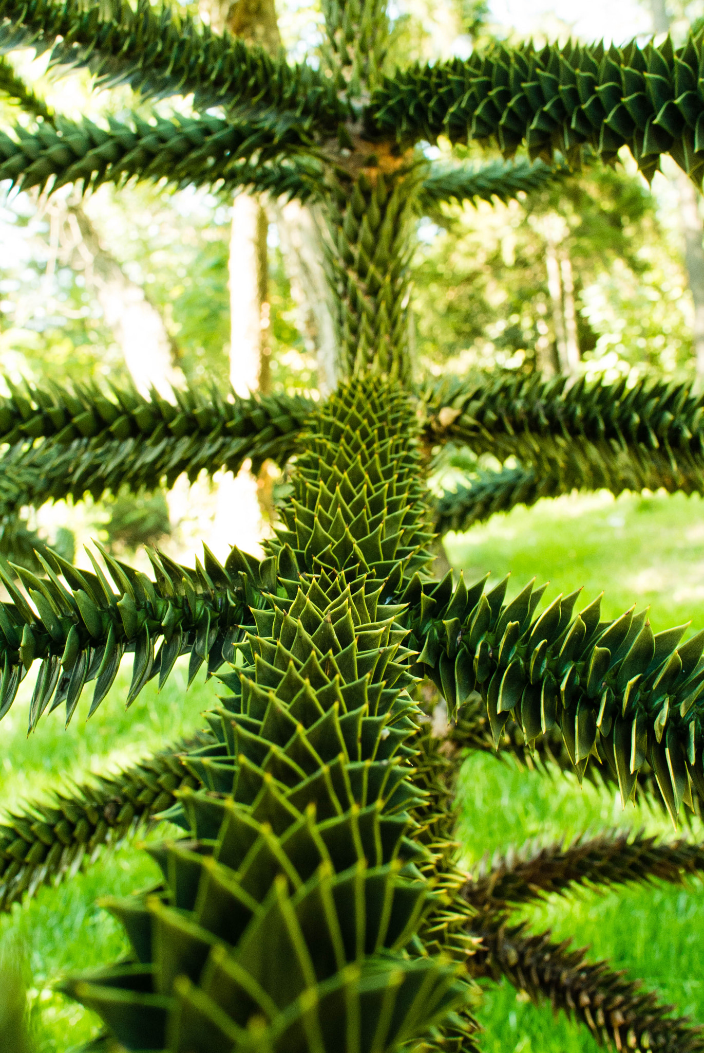 Nikon 1 V1 + Nikon 1 Nikkor 18.5mm F1.8 sample photo. Araucaria araucana 2 photography