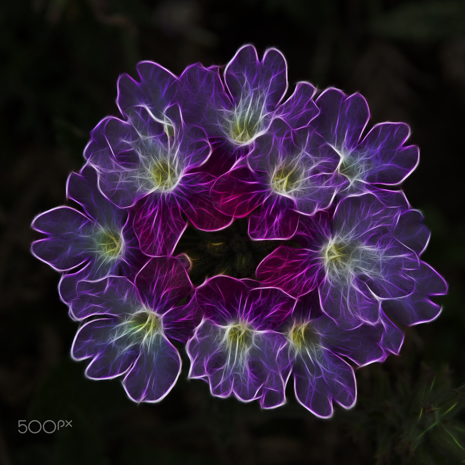 Sigma 17-70mm F2.8-4 DC Macro OS HSM sample photo. Frabene (verbene) photography