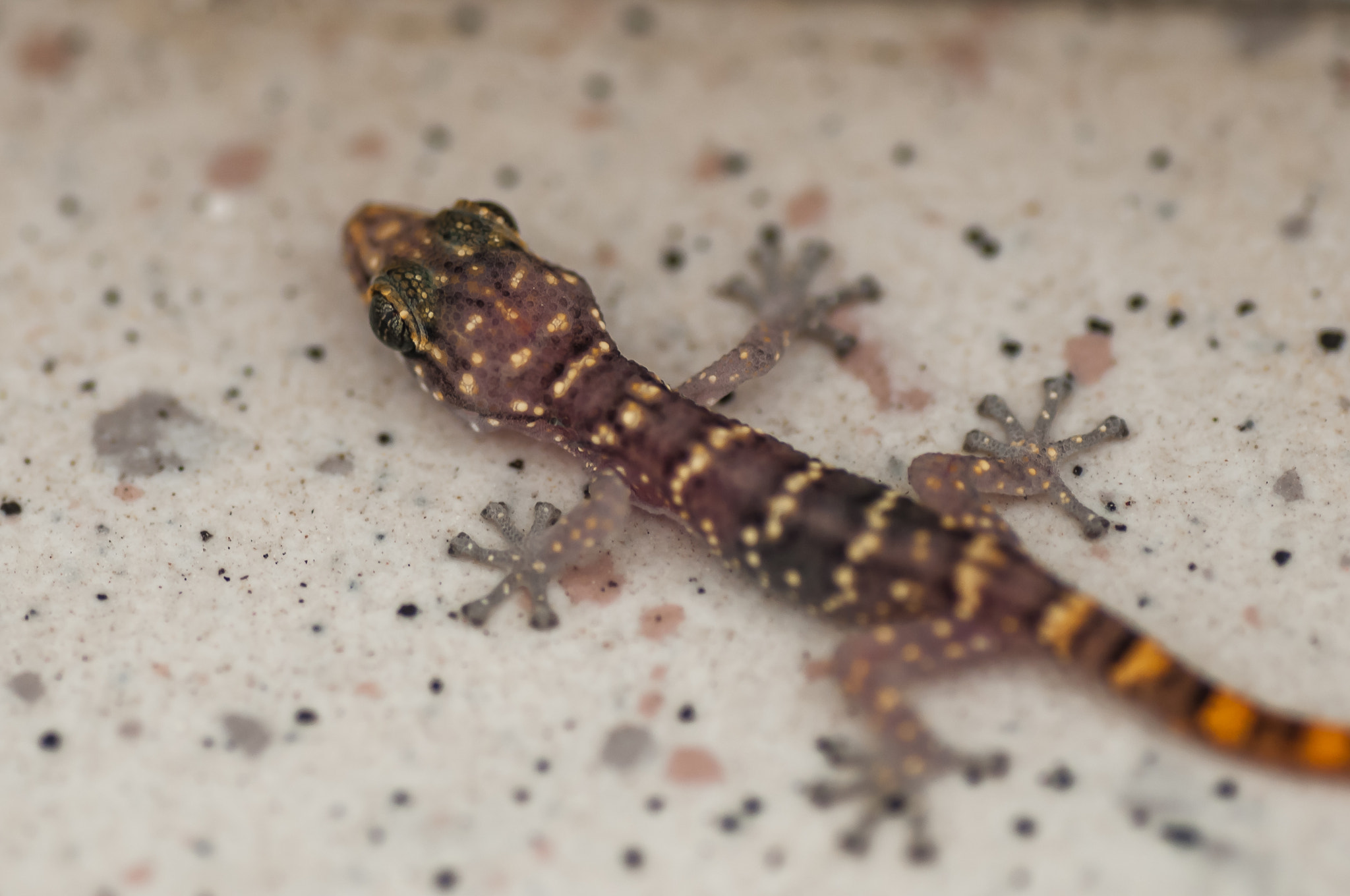 Nikon D300 sample photo. Little lizard guy photography