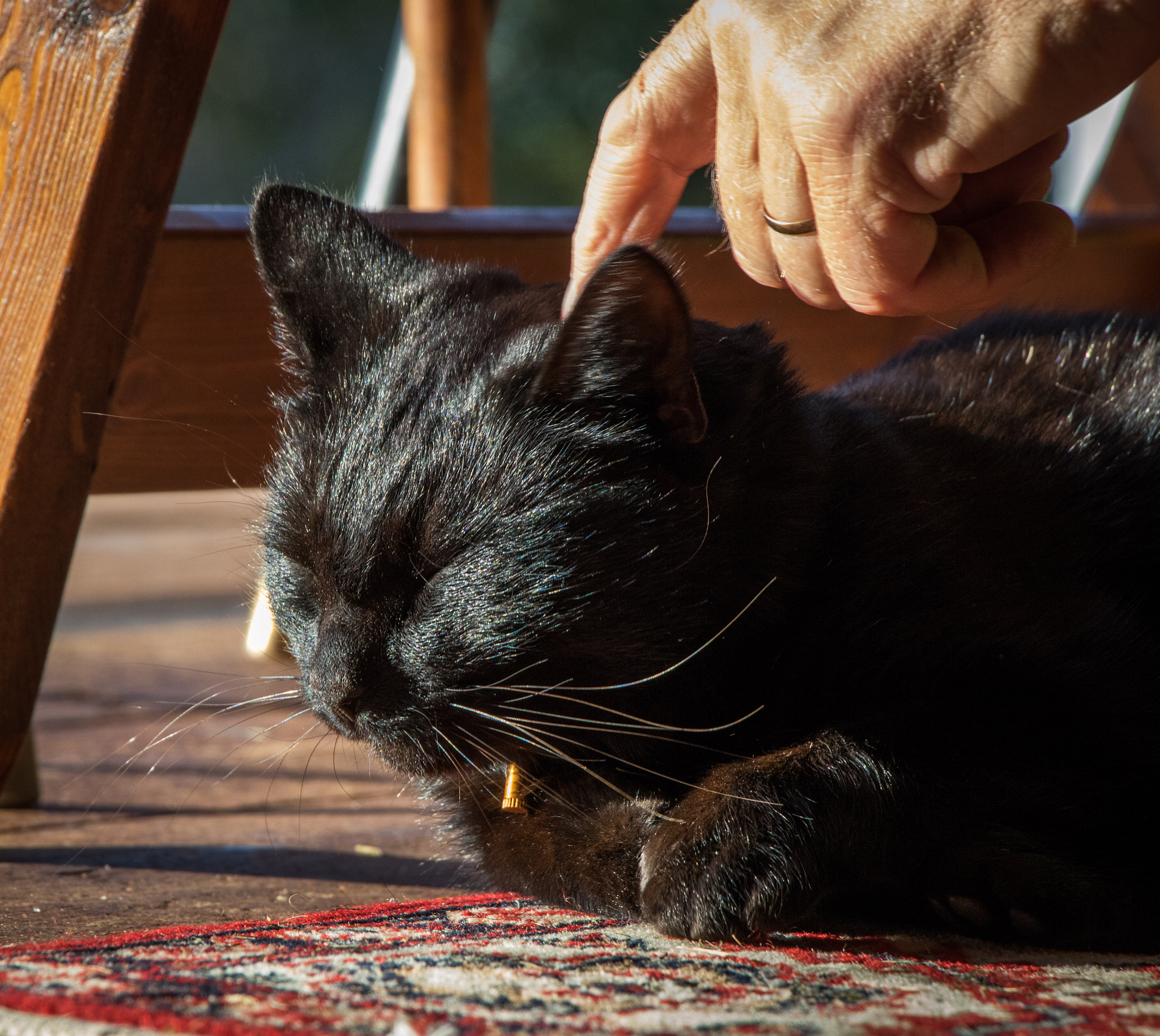 Canon EOS 760D (EOS Rebel T6s / EOS 8000D) sample photo. Kitty kitty photography