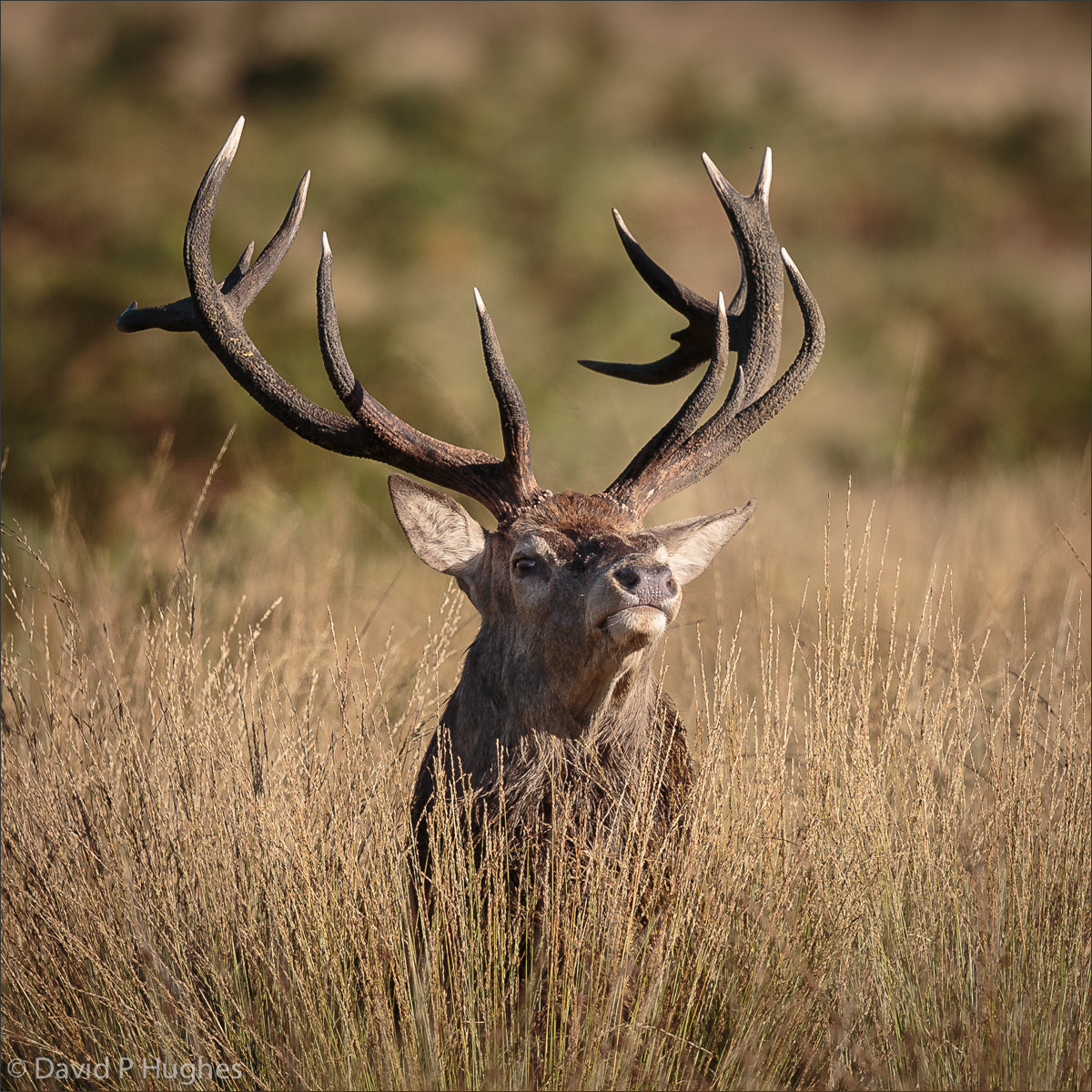 Canon EF 500mm F4L IS II USM sample photo. Imperious red deer stag. photography