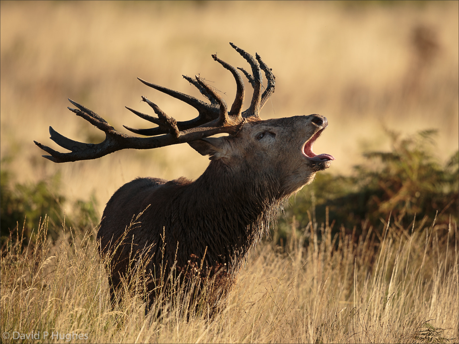 Canon EOS-1D X + Canon EF 500mm F4L IS II USM sample photo. Red deer stag barking during the rut. photography