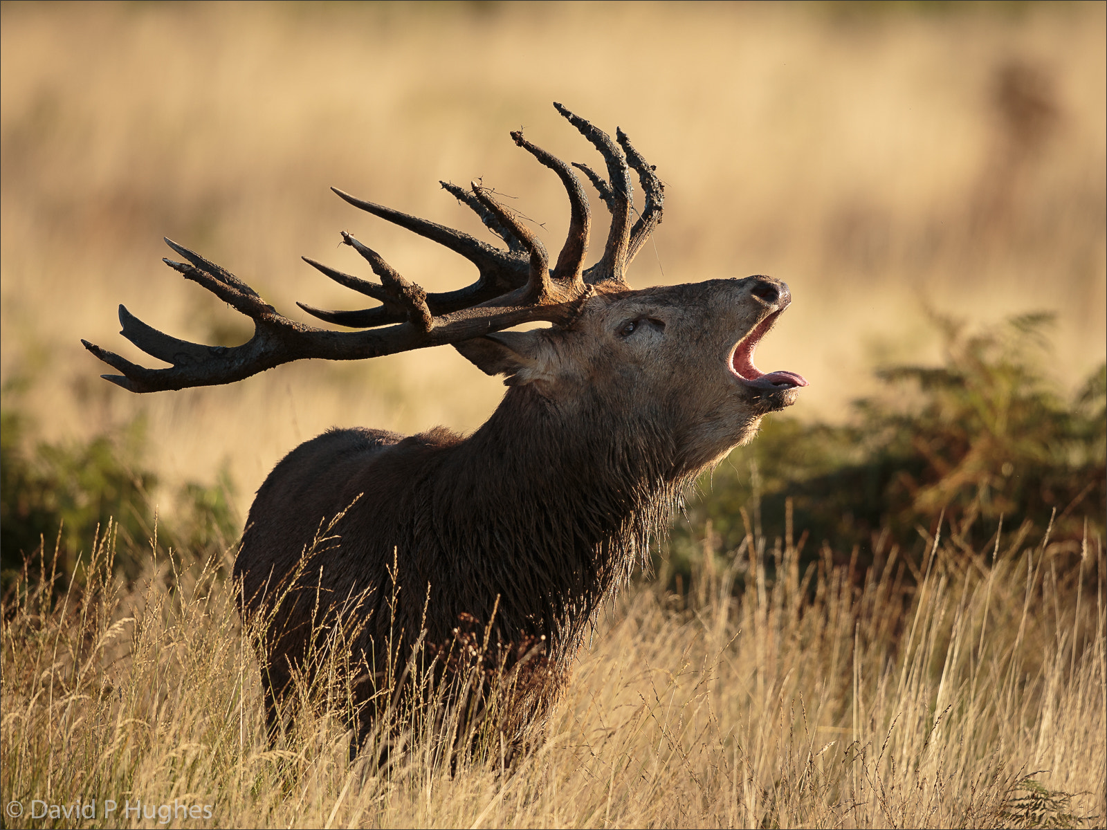 Canon EF 500mm F4L IS II USM sample photo. Red deer stag barking during the rut. photography