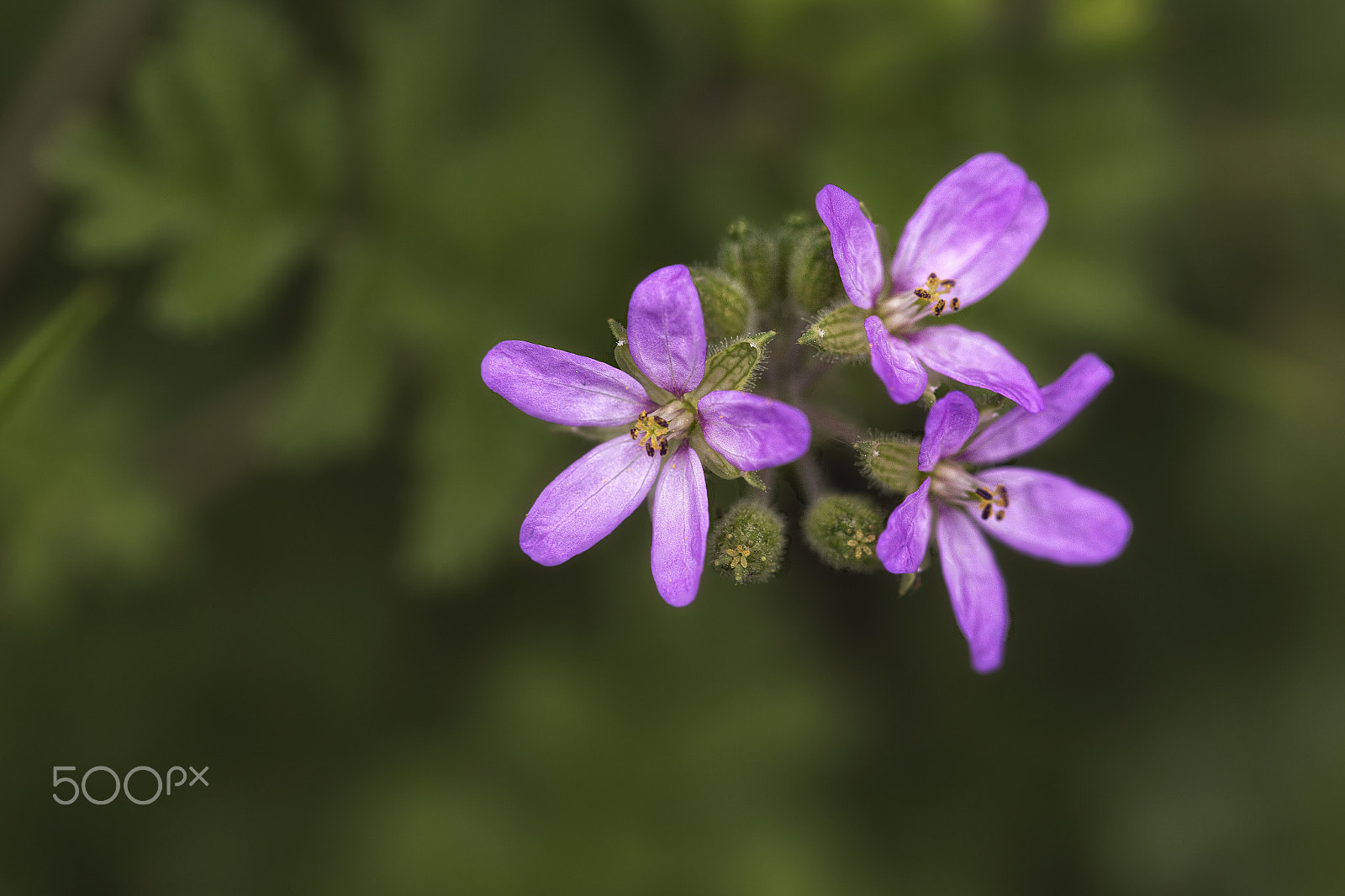 Canon EOS 6D + Canon EF 100mm F2.8L Macro IS USM sample photo. Friends photography
