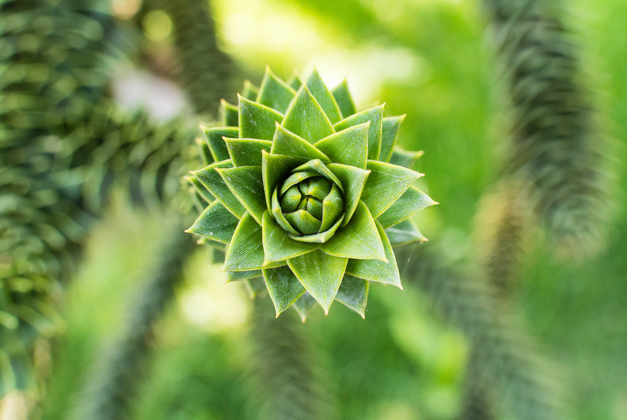 Nikon 1 V1 sample photo. Araucaria araucana 3 photography