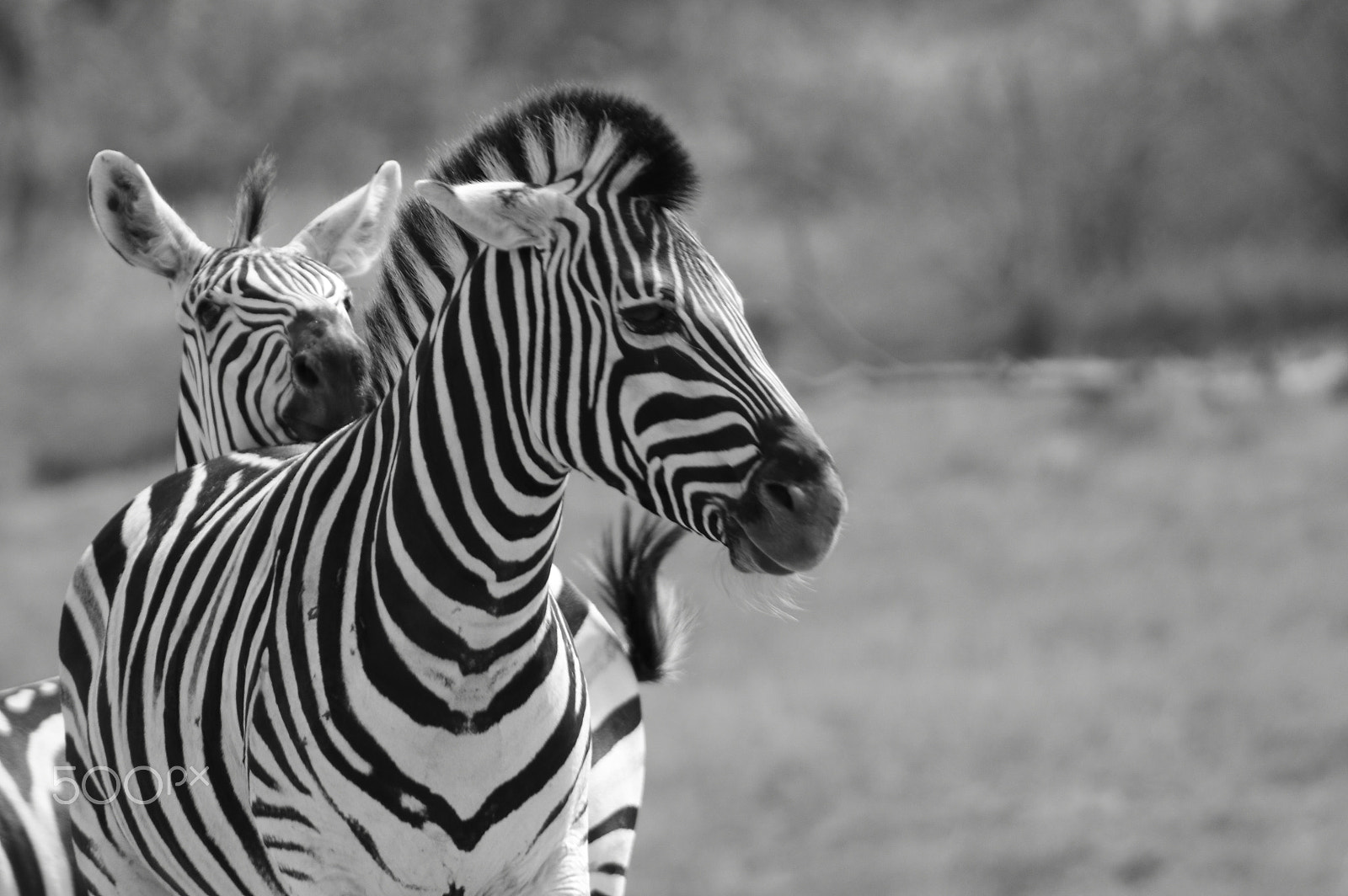 Canon EF 75-300mm f/4-5.6 USM sample photo. Zebra photography