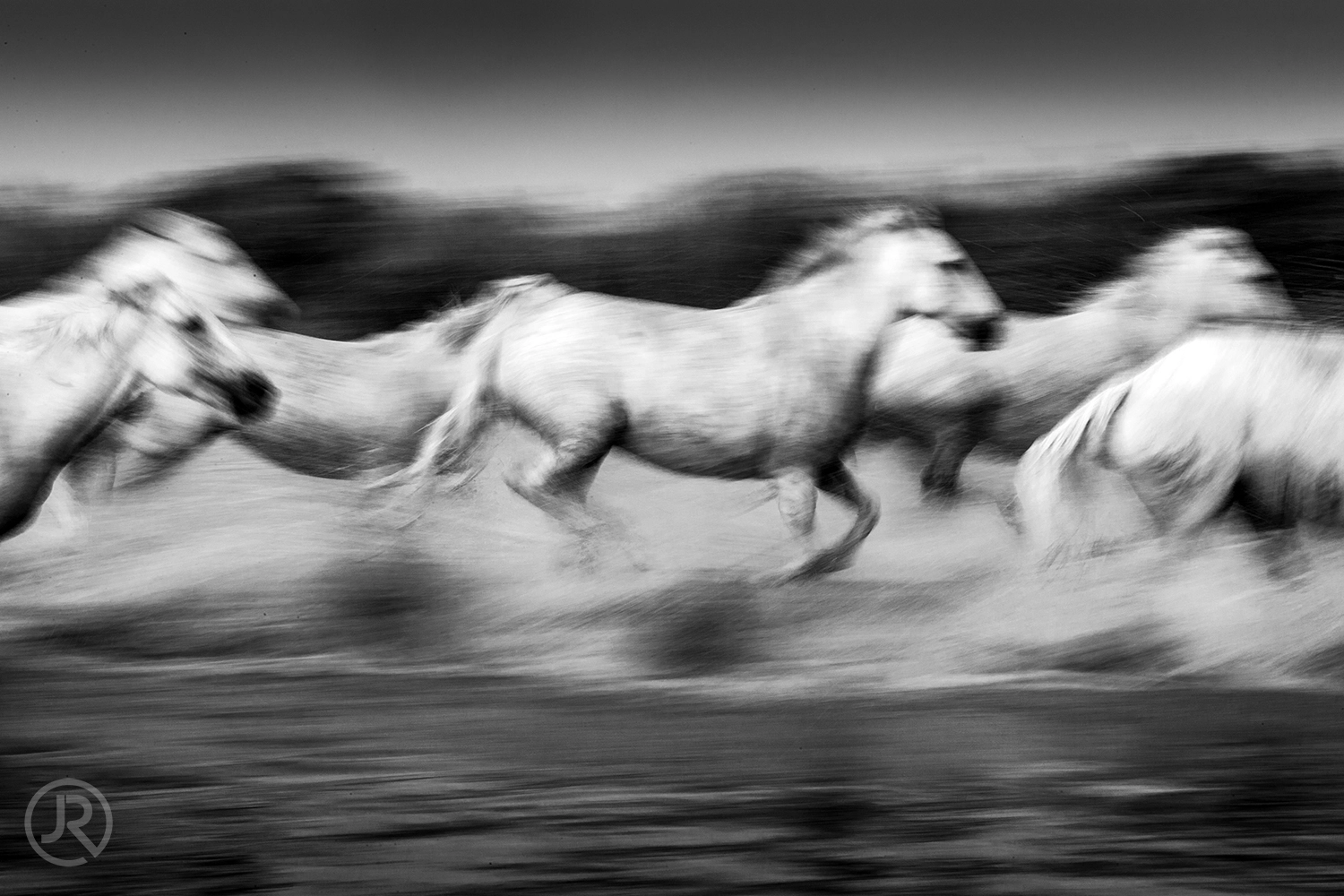 Canon EF 100-400mm F4.5-5.6L IS USM sample photo. Camargue france photography