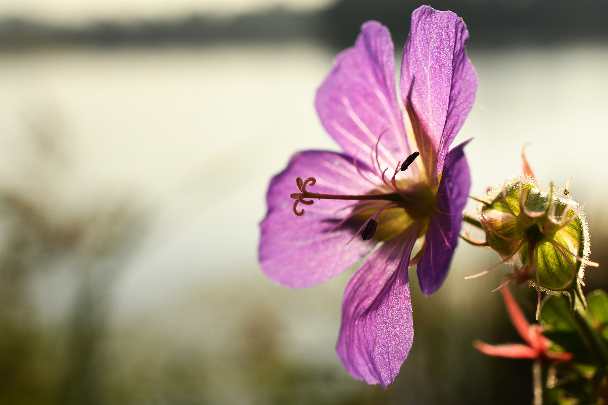 Nikon AF-S DX Micro Nikkor 40mm F2.8 sample photo. Kakost luční (geranium pratense) photography