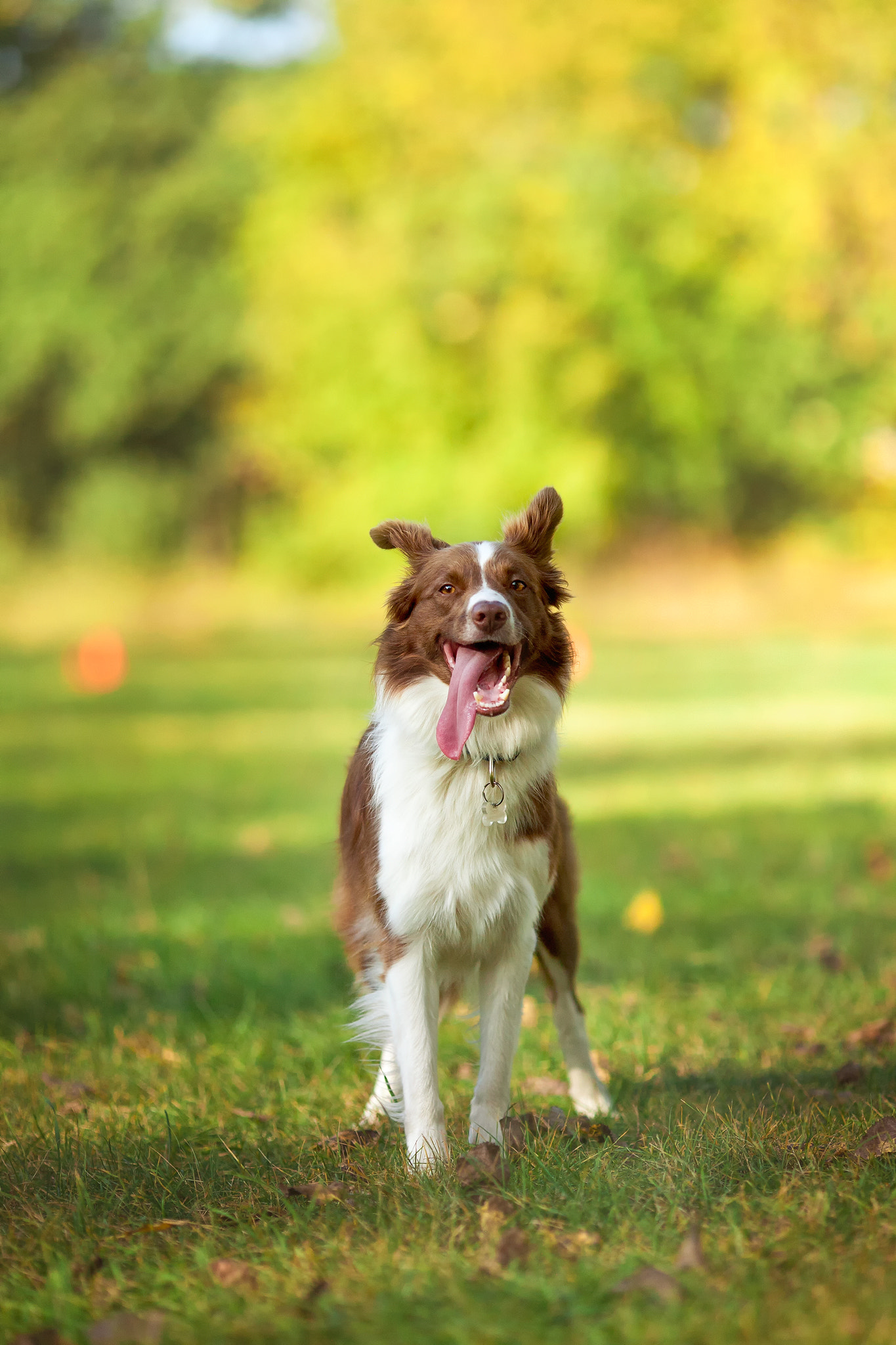 Canon EOS 5D + Canon EF 135mm F2L USM sample photo. Happy sunday! photography