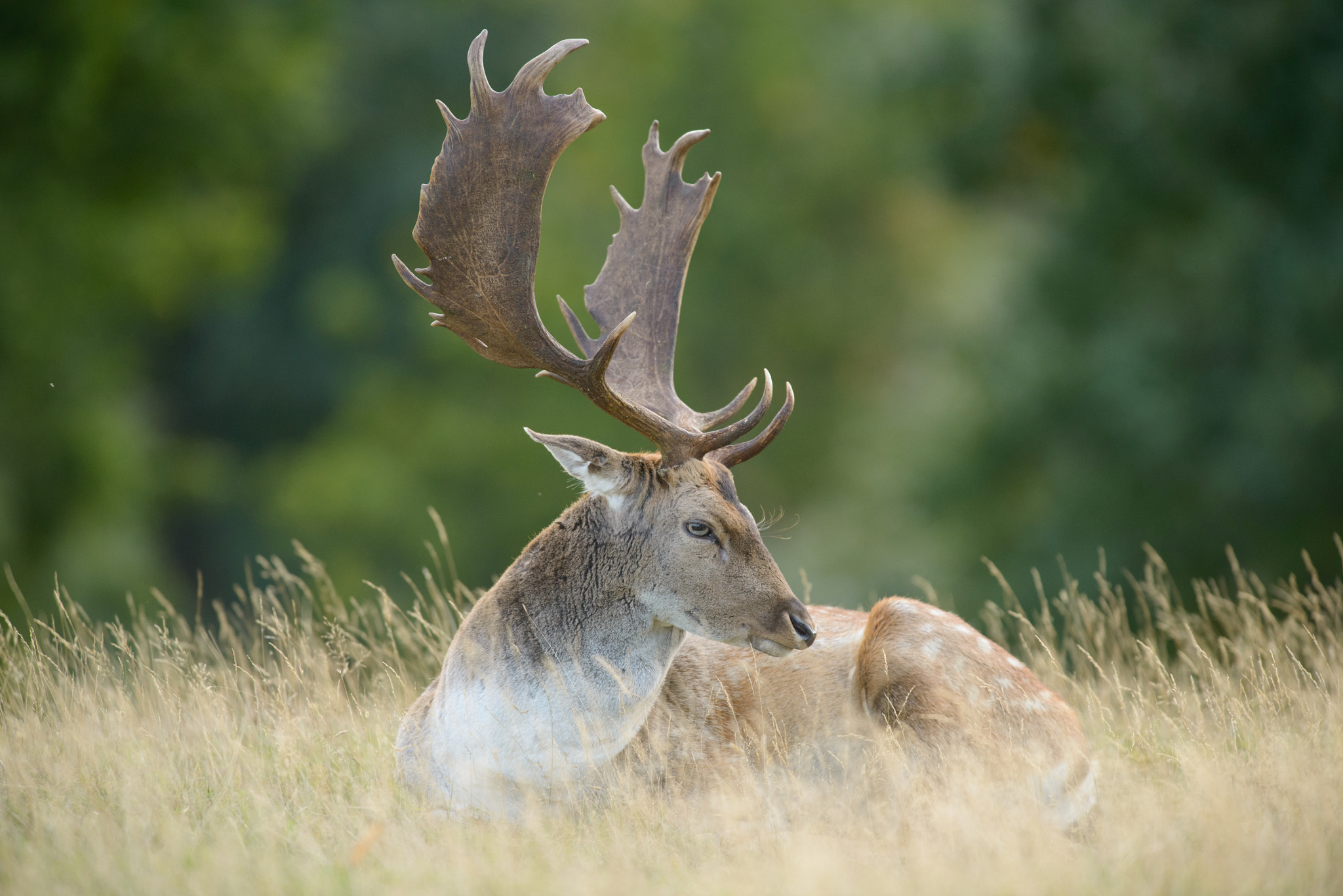 AF-S Nikkor 300mm f/2.8D IF-ED II sample photo. Stag photography