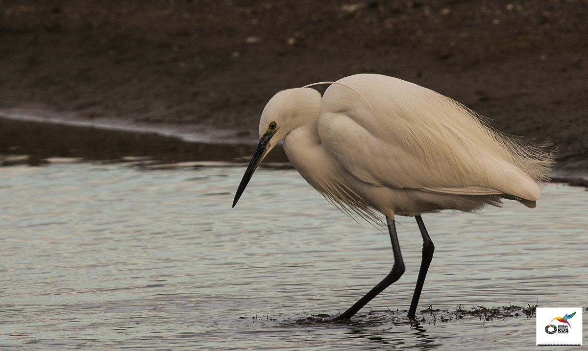 Canon EF 600mm F4L IS II USM sample photo. 5.jpg photography