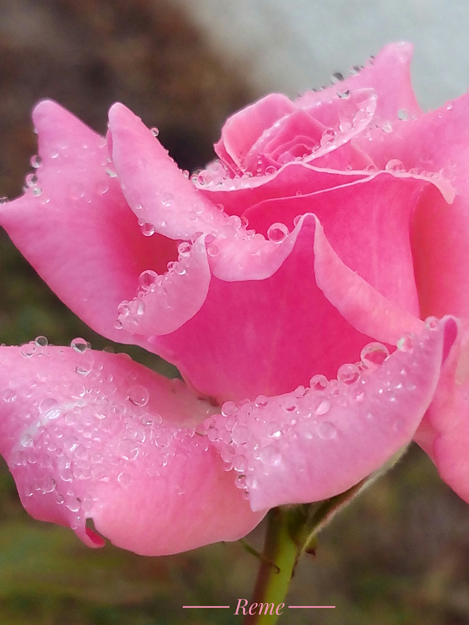 bq Aquaris E5 HD sample photo. Rosa photography