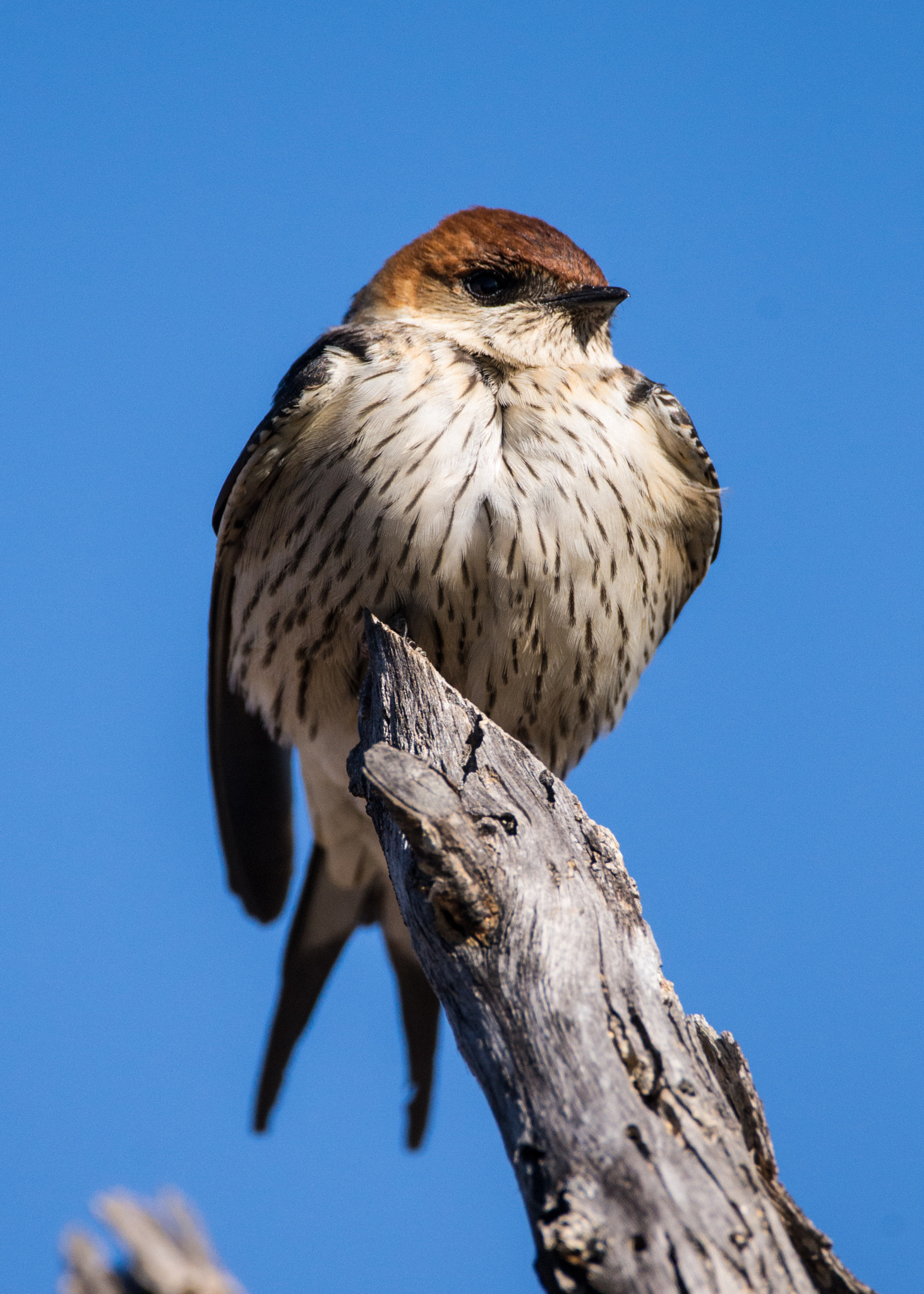 Nikon D610 sample photo. Greater striped swallow photography