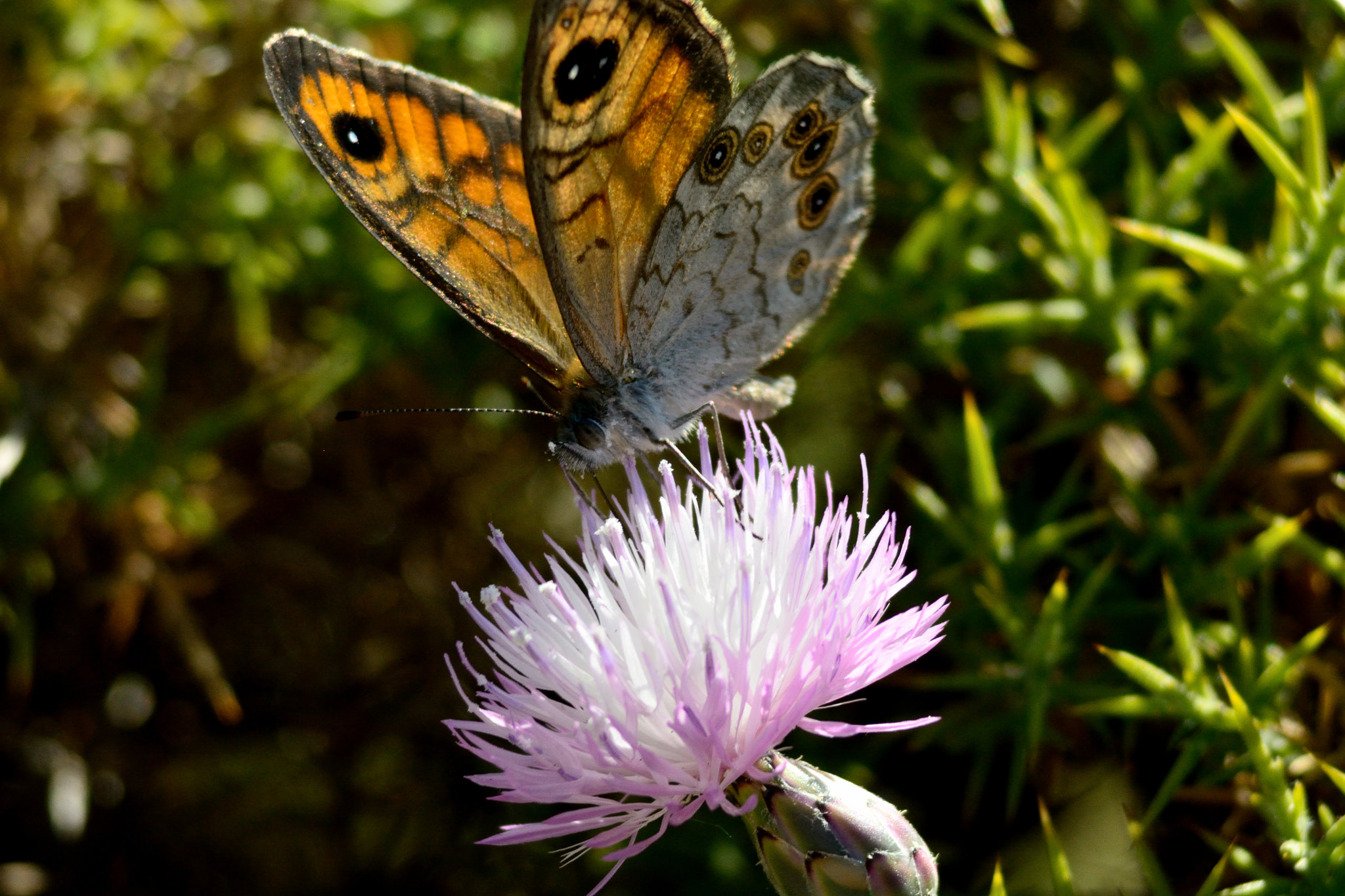 Nikon D7100 + AF Zoom-Nikkor 75-240mm f/4.5-5.6D sample photo. Butterfly photography