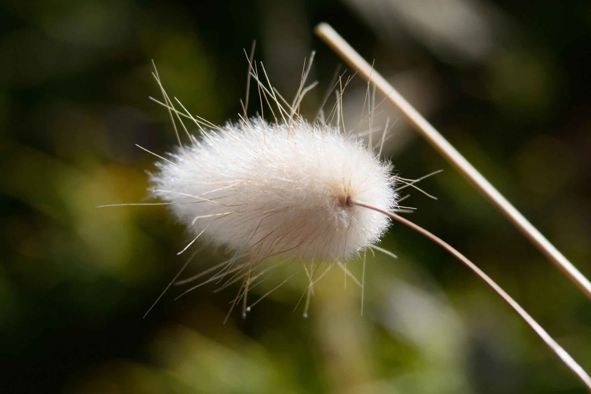 Nikon D7100 sample photo. Grass photography