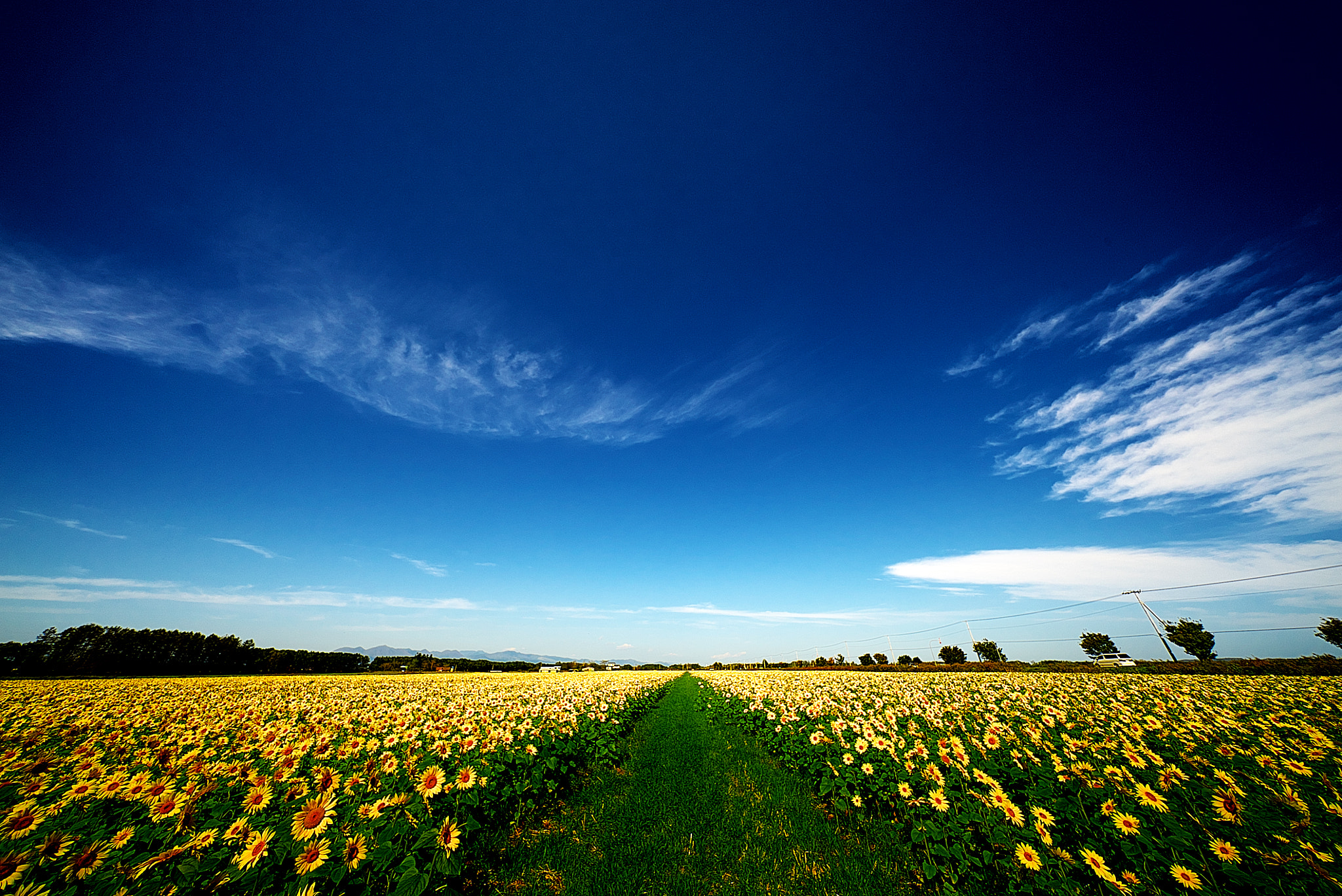 Sony a7S sample photo. Sunflower road photography