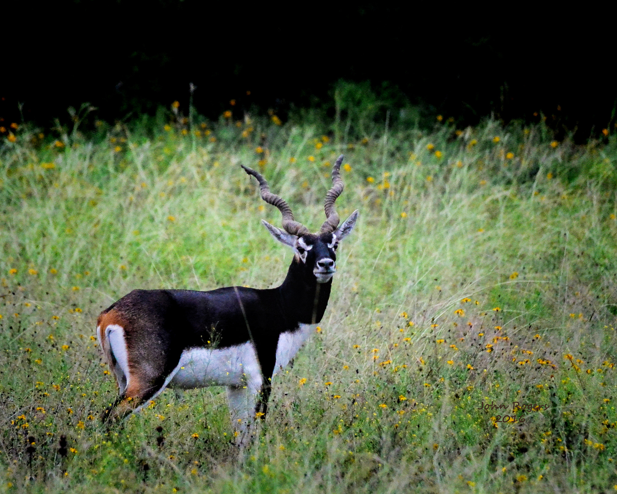 Nikon 1 V2 + Nikon 1 Nikkor VR 70-300mm F4.5-5.6 sample photo. Blackbuck photography