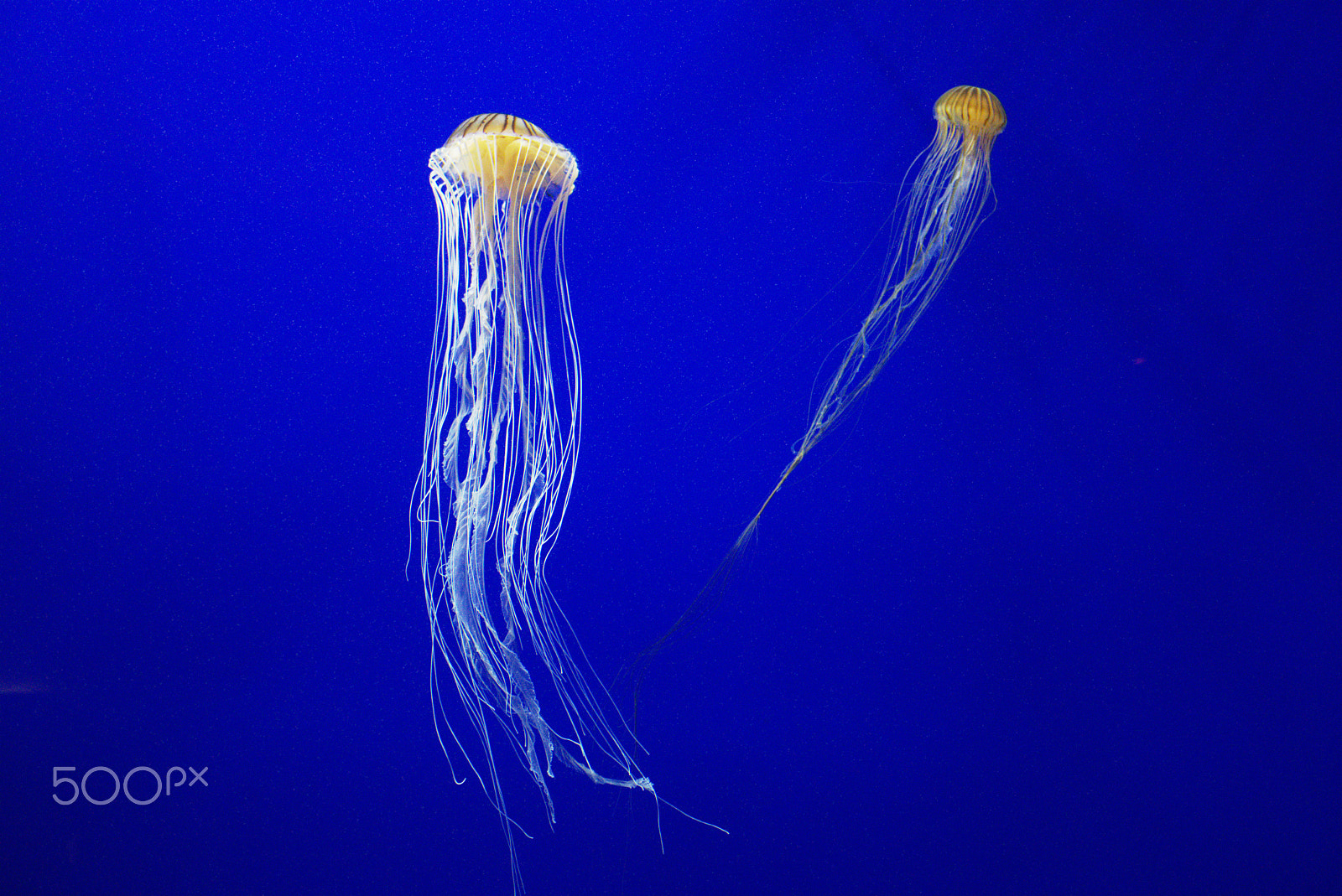 Sony a6300 + Sony E 30mm F3.5 Macro sample photo. Georgia aquarium jellyfish photography