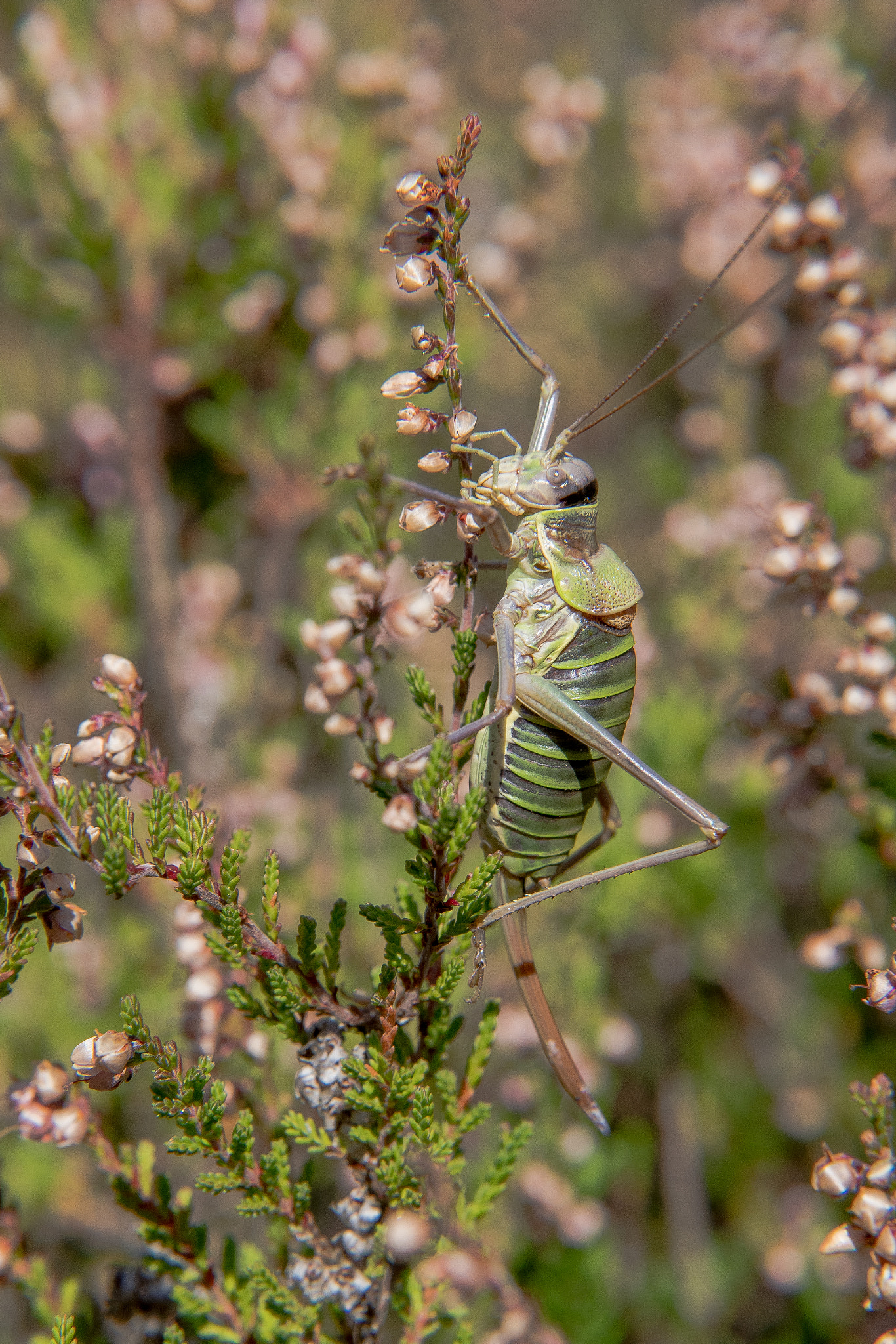 Nikon D500 sample photo. Ephippiger diurnus photography