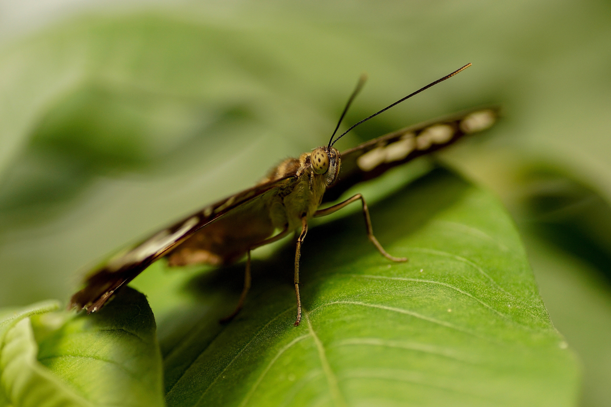 Sony SLT-A68 + Minolta AF 100mm F2.8 Macro [New] sample photo. Jardin des papillons honfleur ! photography