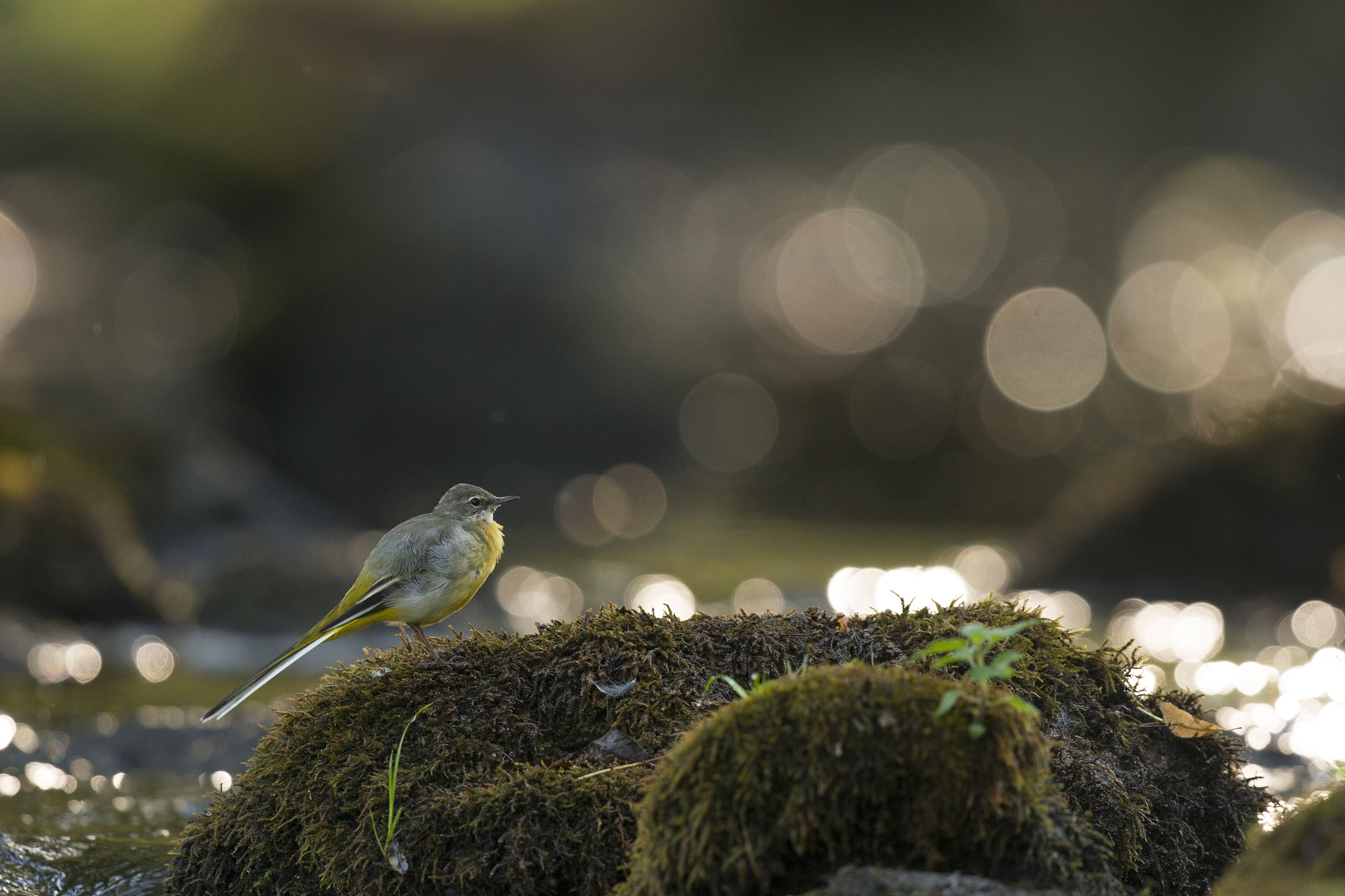 Nikon D800E + Nikon AF-S Nikkor 500mm F4G ED VR sample photo. Bergeronnette des ruisseaux - motacilla cinerea photography